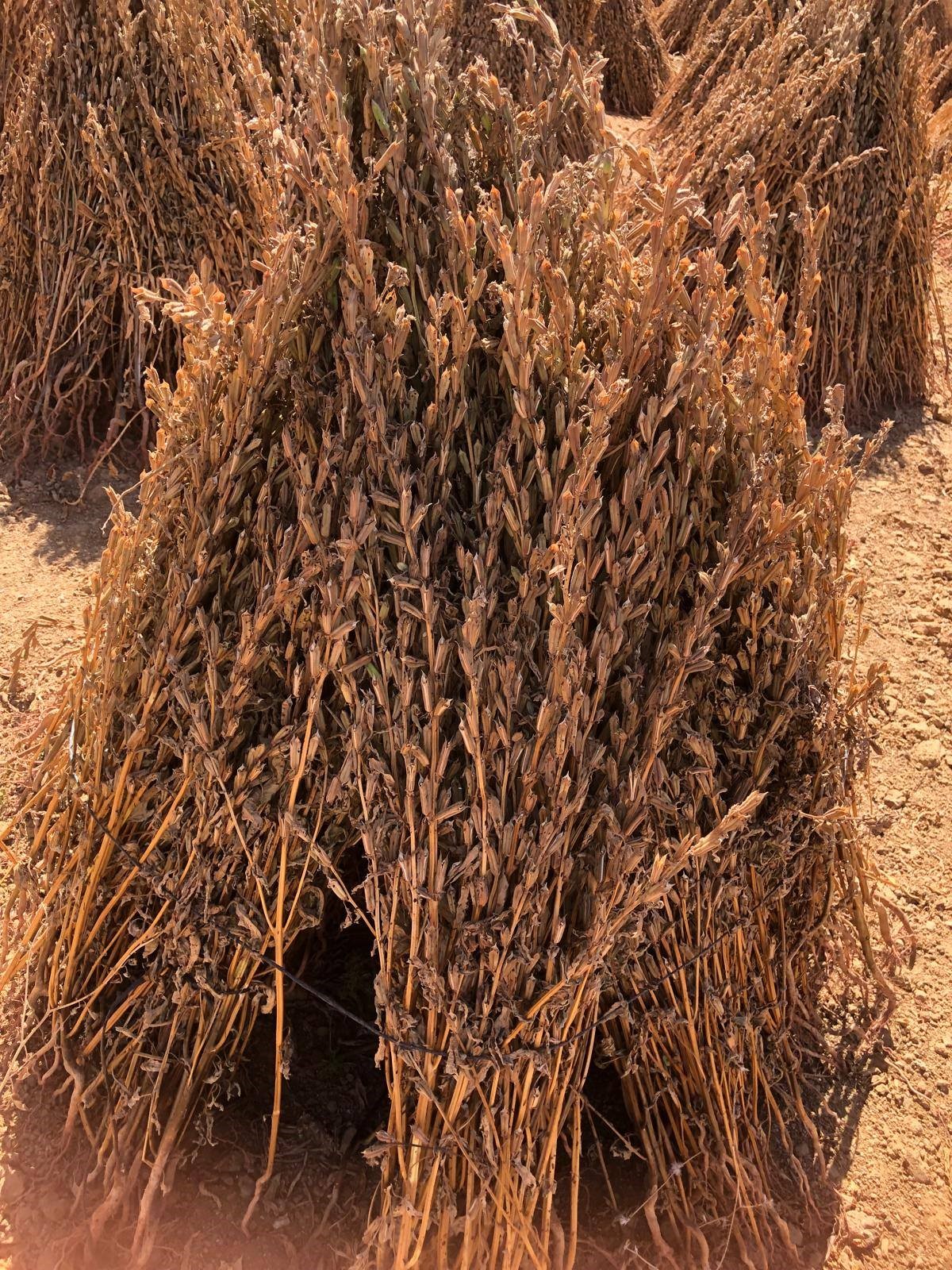 Aydın’da Susamda Zaman Geldi (3)