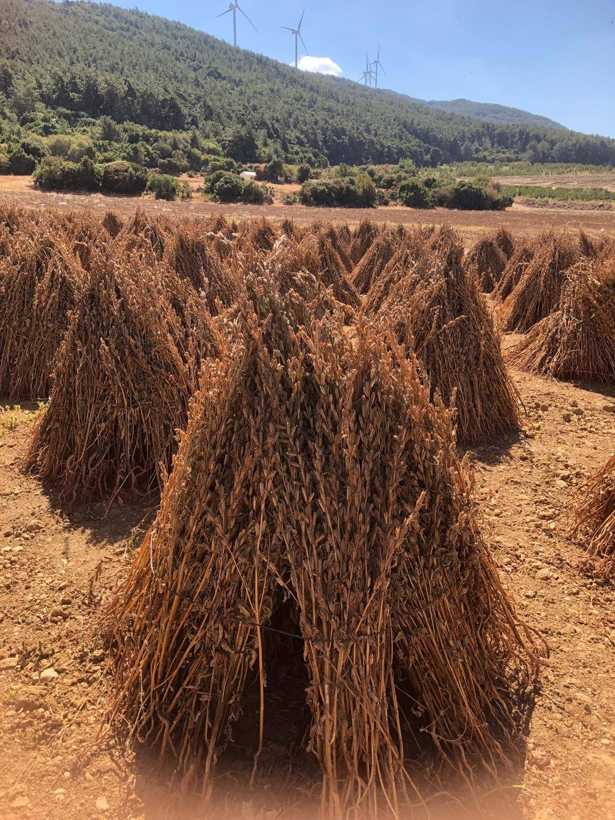 Aydın’da Susamda Zaman Geldi (4)