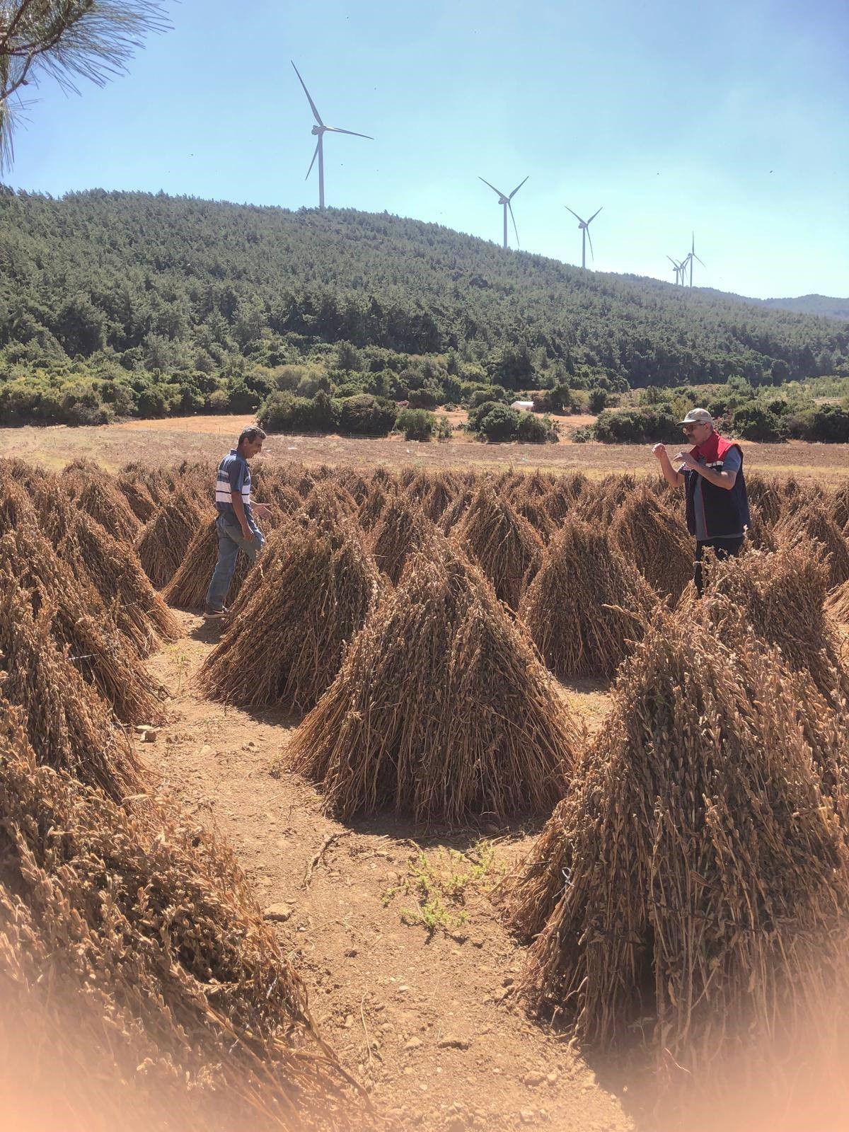 Aydın’da Susamda Zaman Geldi (6)