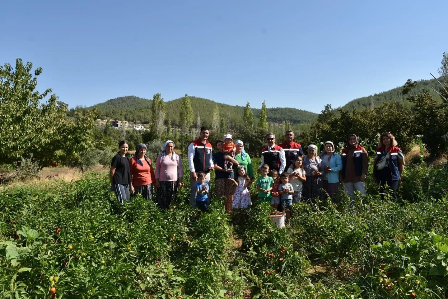 Aydın’da Turşuluk Biber Hasadı Gerçekleştirildi (2)