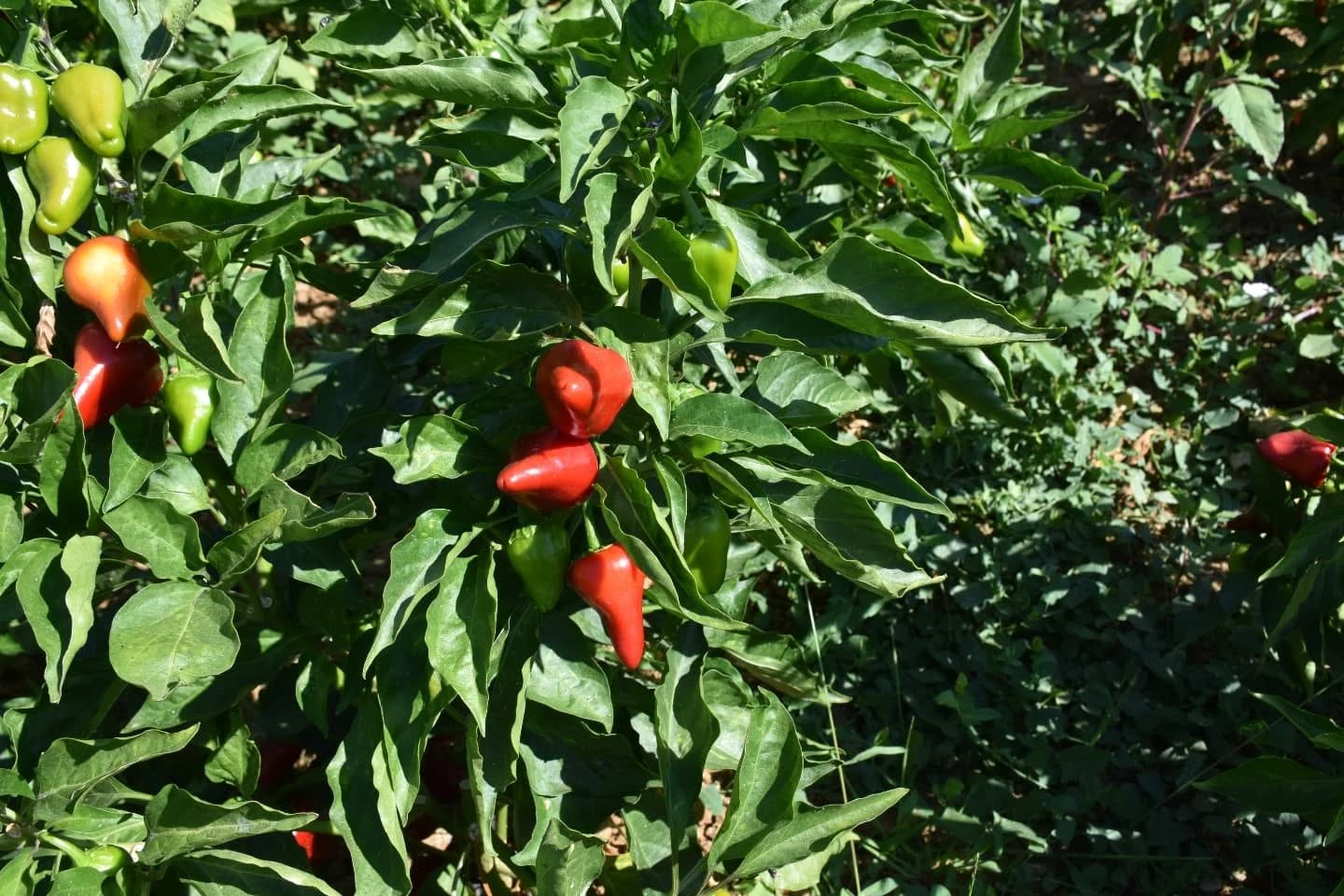 Aydın’da Turşuluk Biber Hasadı Gerçekleştirildi (4)