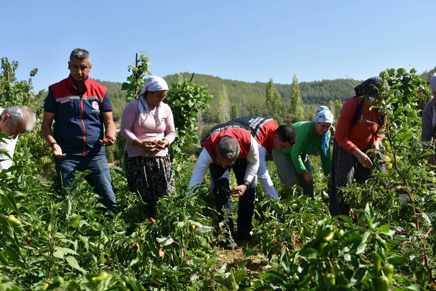 Aydın’da Turşuluk Biber Hasadı Gerçekleştirildi (6)