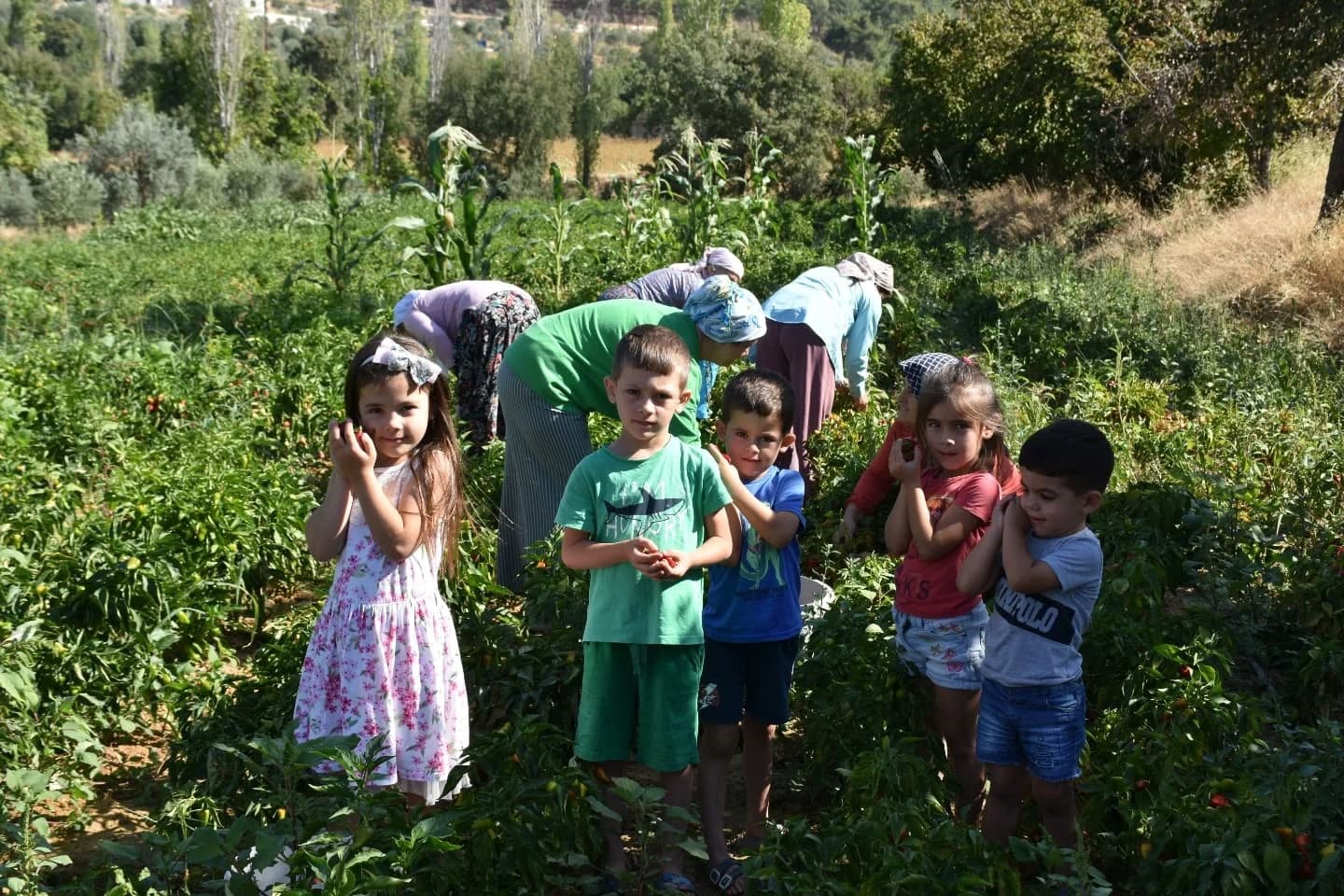 Aydın’da Turşuluk Biber Hasadı Gerçekleştirildi (7)