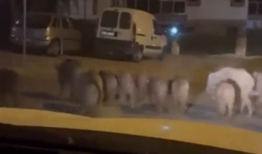 Aydın’da Vatandaşlar Sokağa Çıkmaya Korkar Hale Geldi (2)