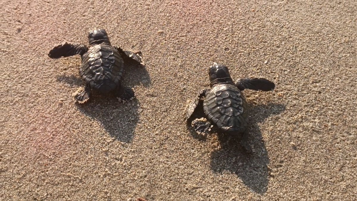 Aydın’da Vatandaşların Meraklı Bakışları Arasında Yeni Hayatlarına Başladılar (2)