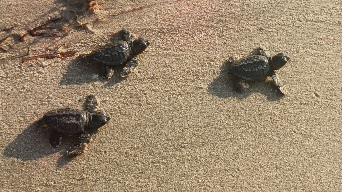 Aydın’da Vatandaşların Meraklı Bakışları Arasında Yeni Hayatlarına Başladılar (8)