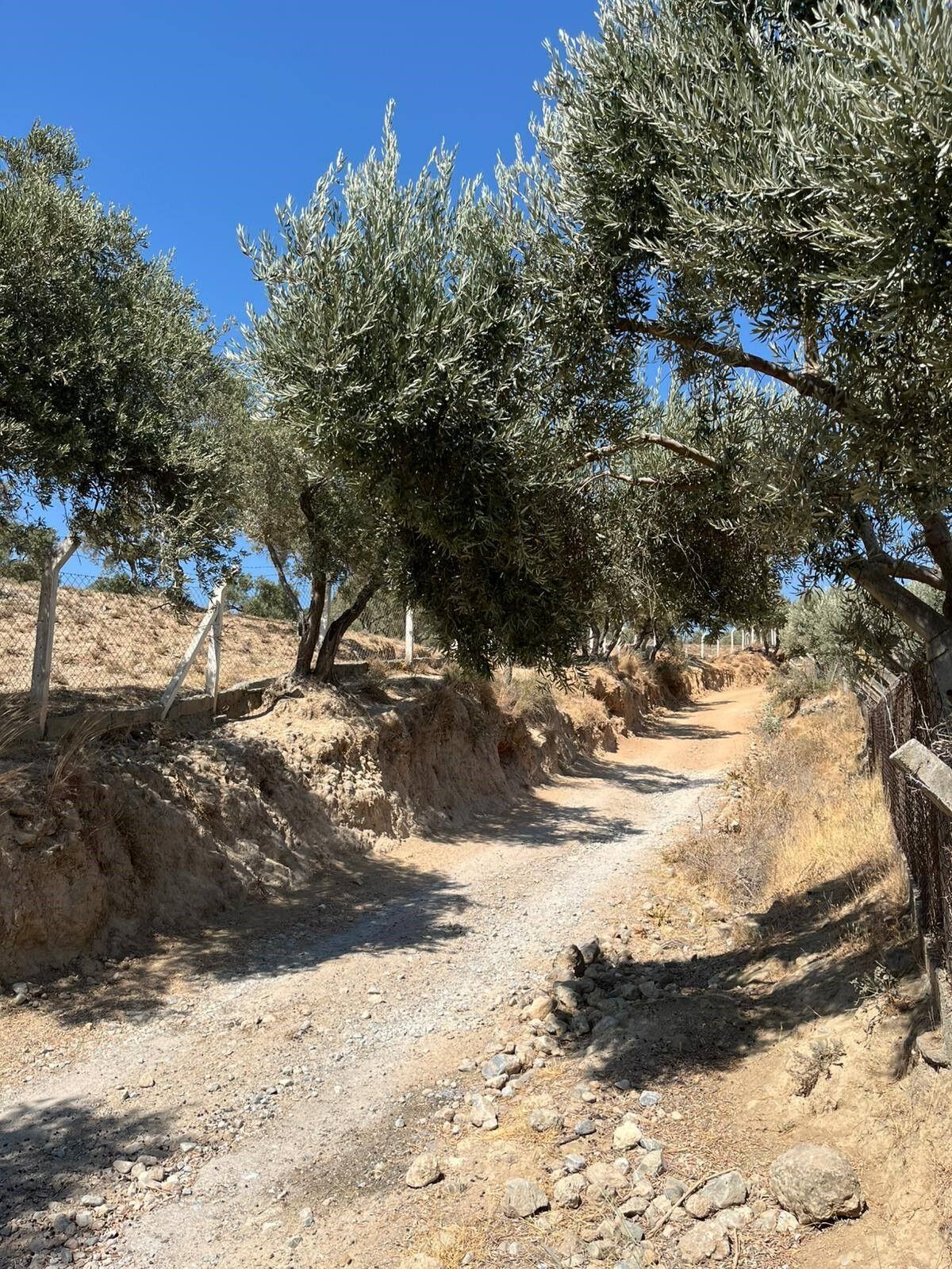 Aydın’da Zeytinde Tahmin Çalışması Başladı (3)