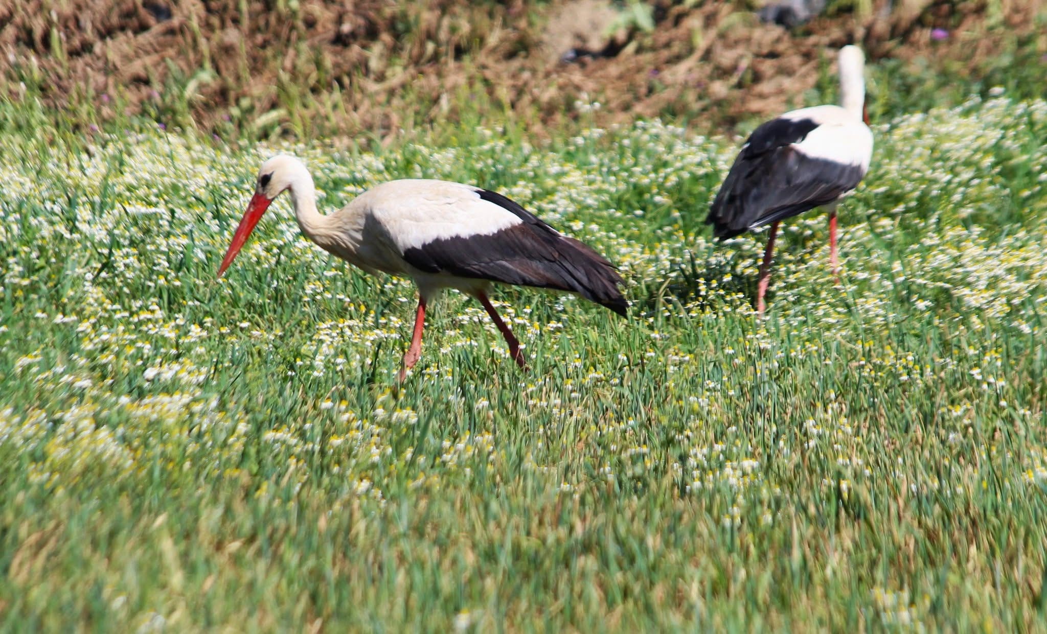Aydın’ın O Ilçesine Ilk Kez Leylek Geldi (2)