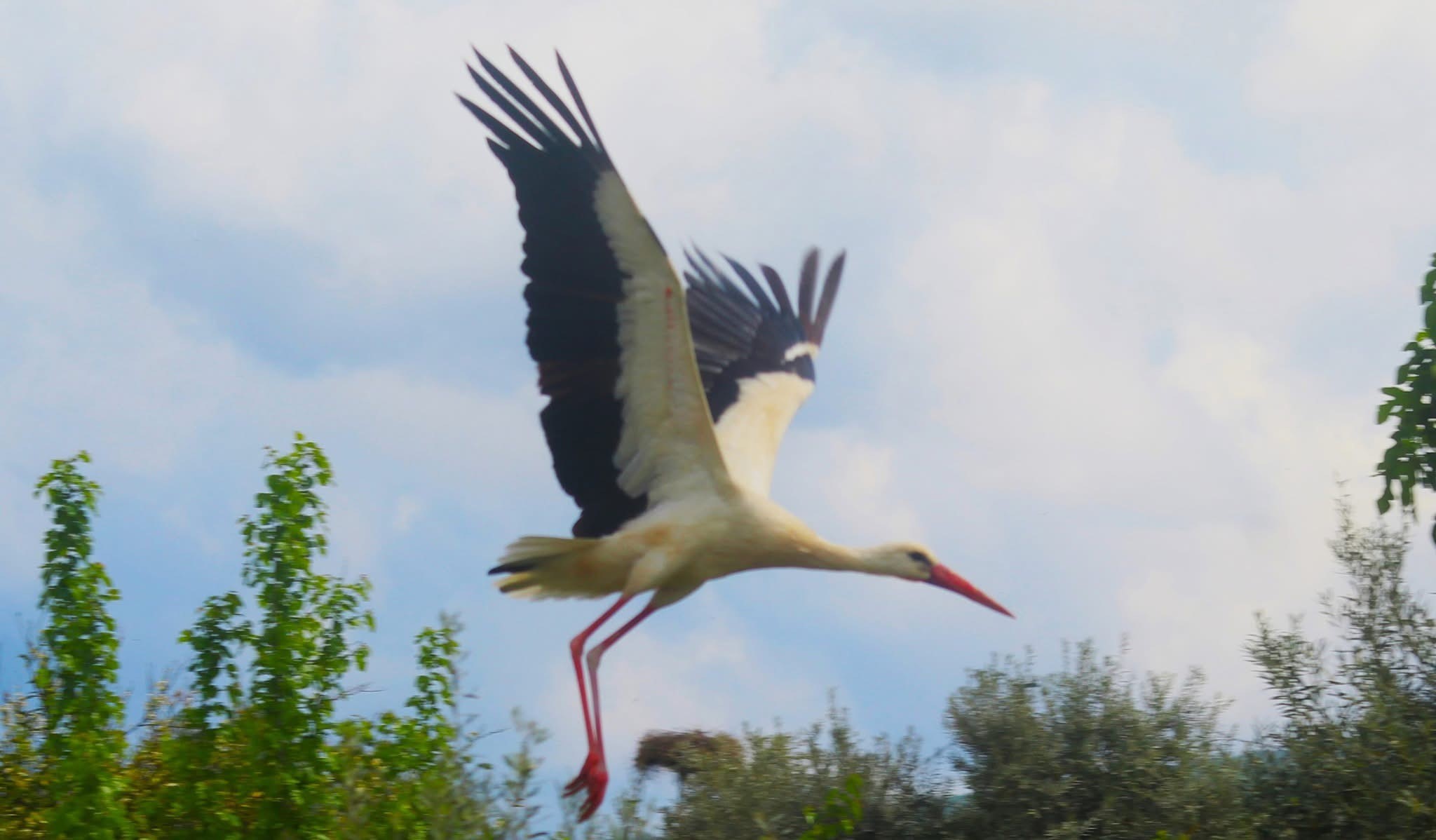 Aydın’ın O Ilçesine Ilk Kez Leylek Geldi (4)