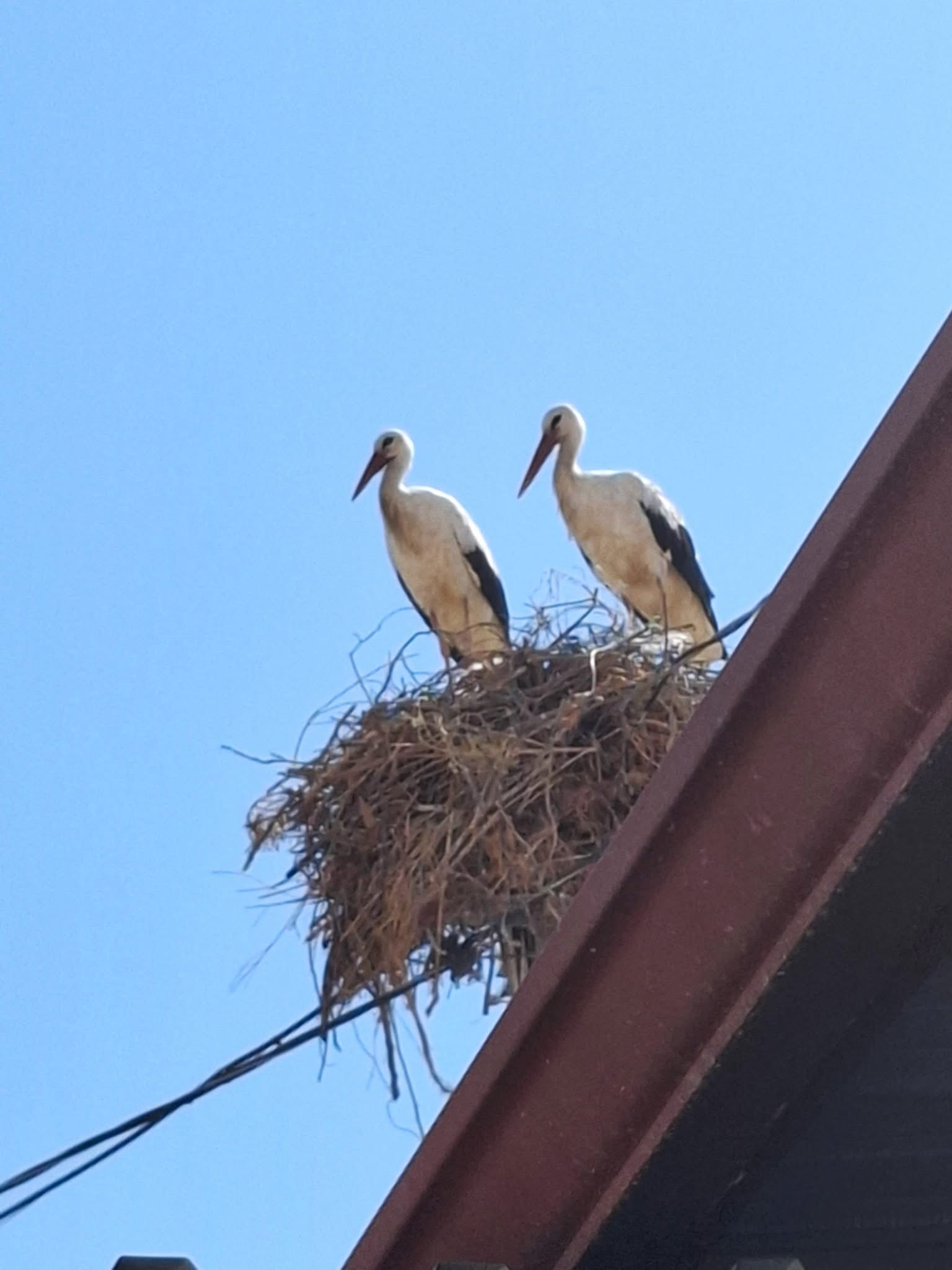 Aydın’ın O Ilçesine Ilk Kez Leylek Geldi (5)