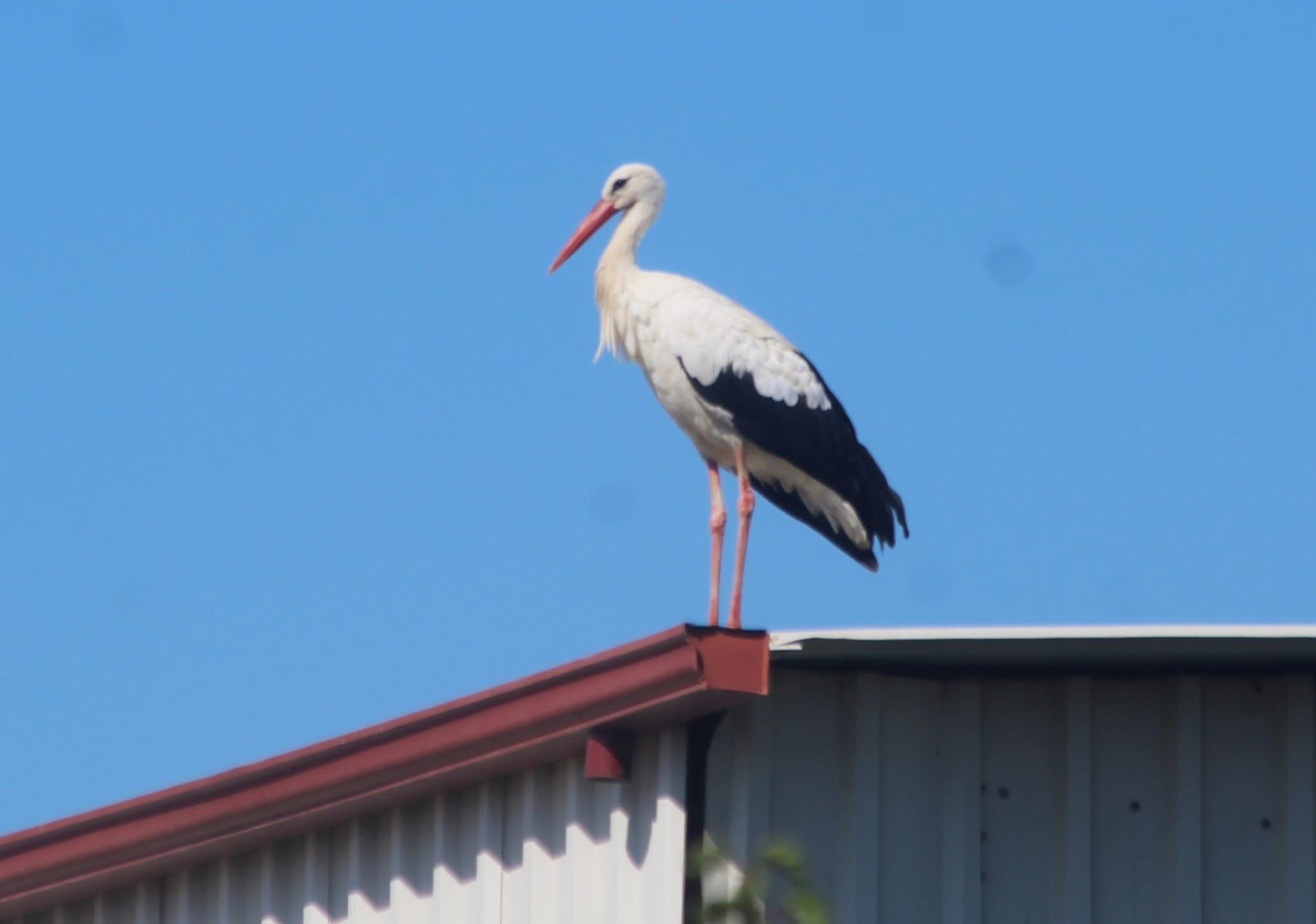 Aydın’ın O Ilçesine Ilk Kez Leylek Geldi