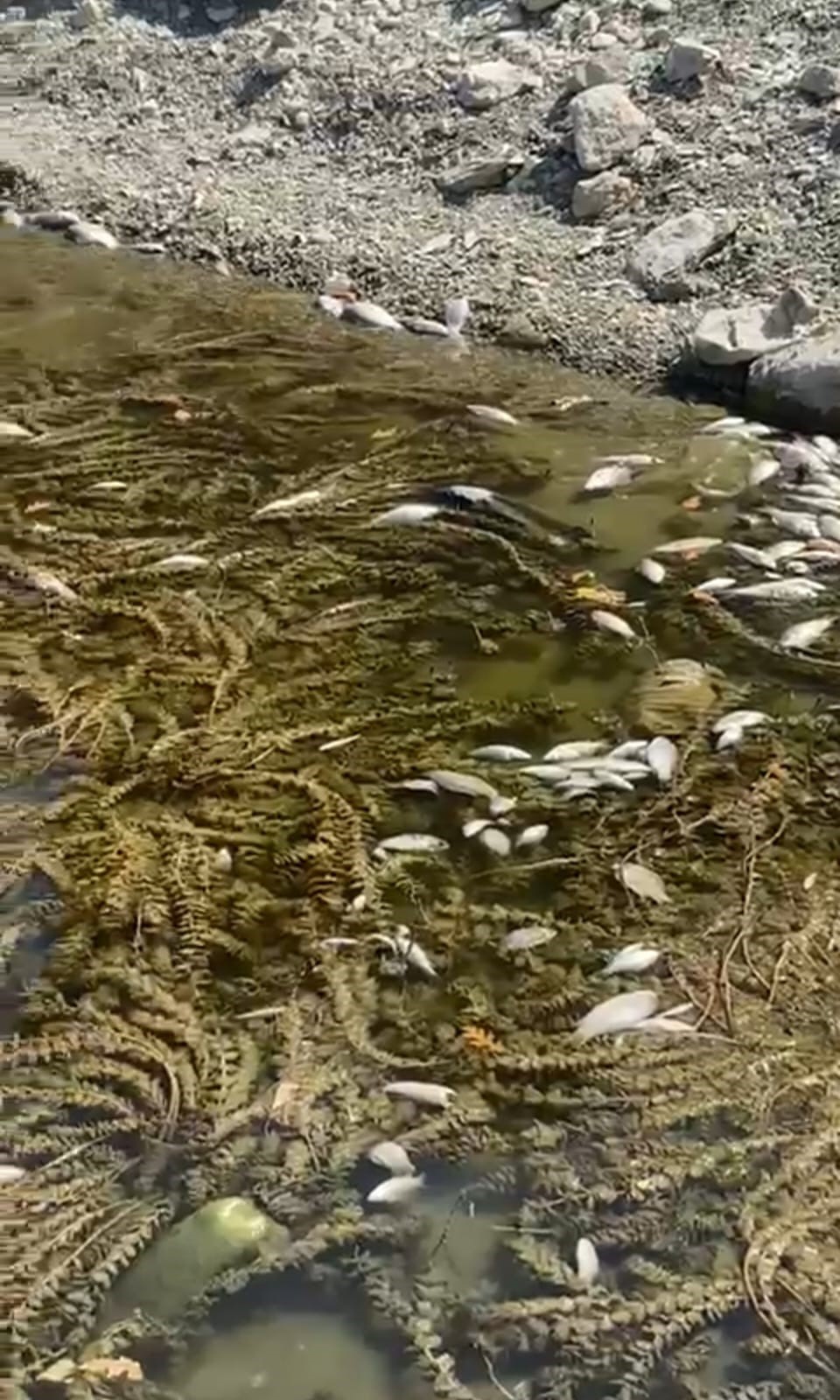 Balıklar Toplu Şekilde Öldü, Vatandaş Panikledi (3)