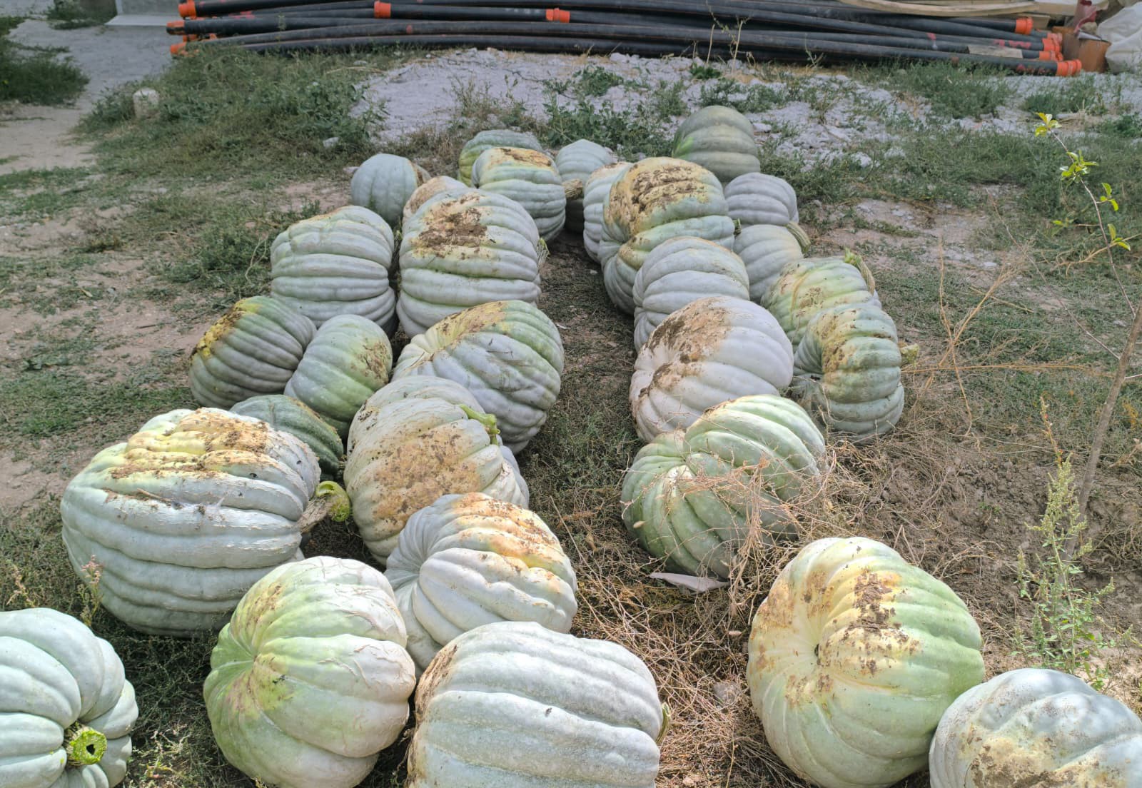 Balkabağında Fiyatlar Belli Oldu (2)