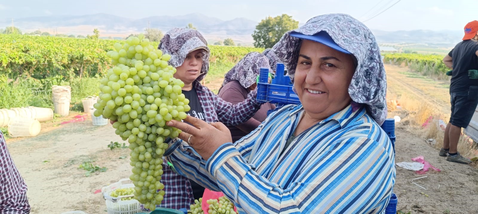 Bir Salkım Üzüm 5,5 Kilo Geldi (3)