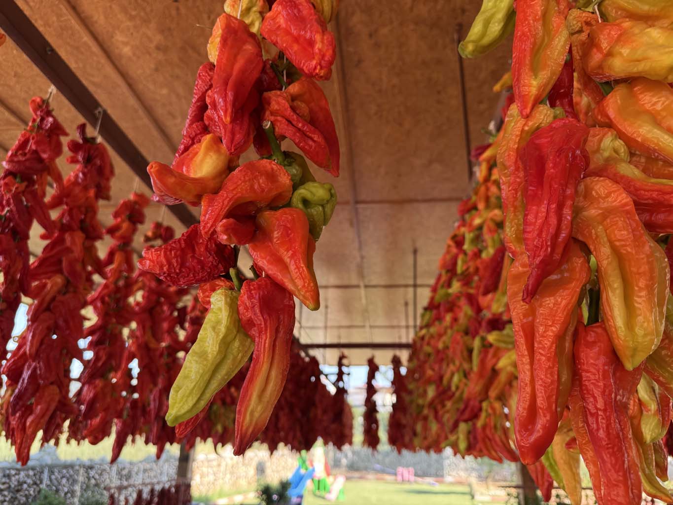 Bu Biber Başka Biber (2)