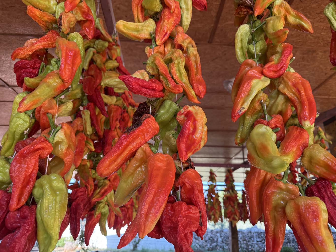 Bu Biber Başka Biber (3)