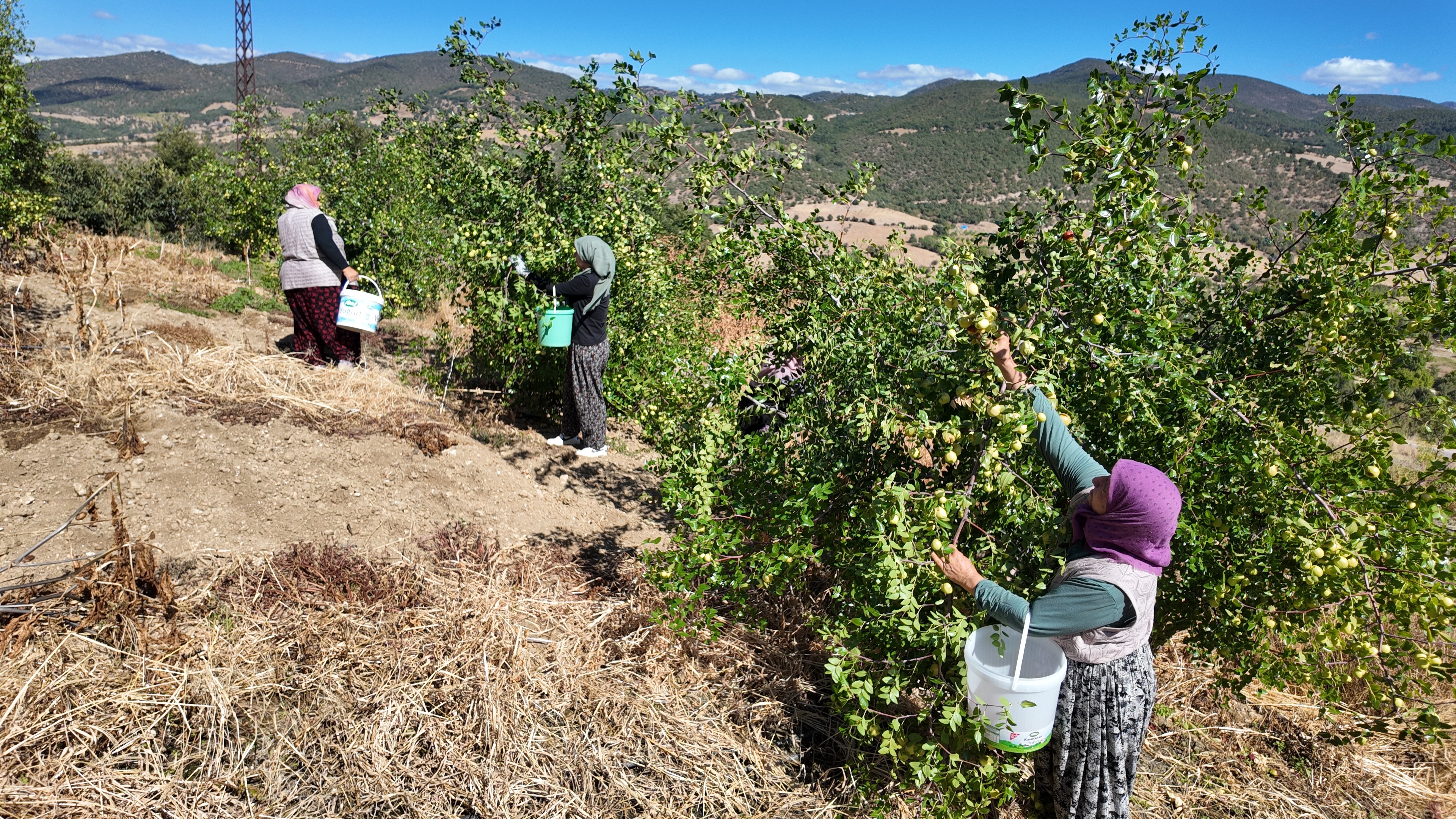 Bu Meyvenin Ne Olduğunu Biliyor Musunuz (3)