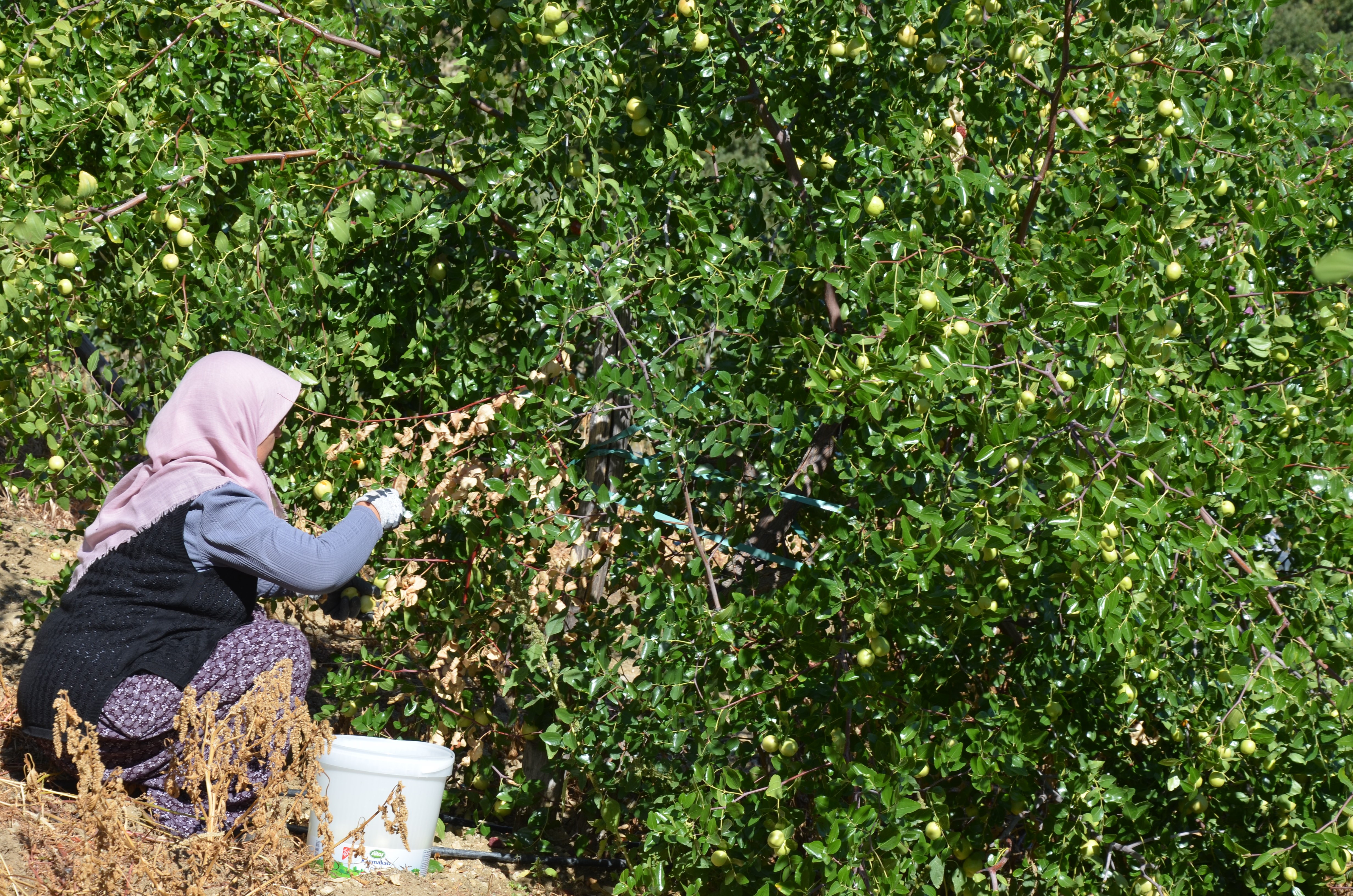 Bu Meyvenin Ne Olduğunu Biliyor Musunuz (5)