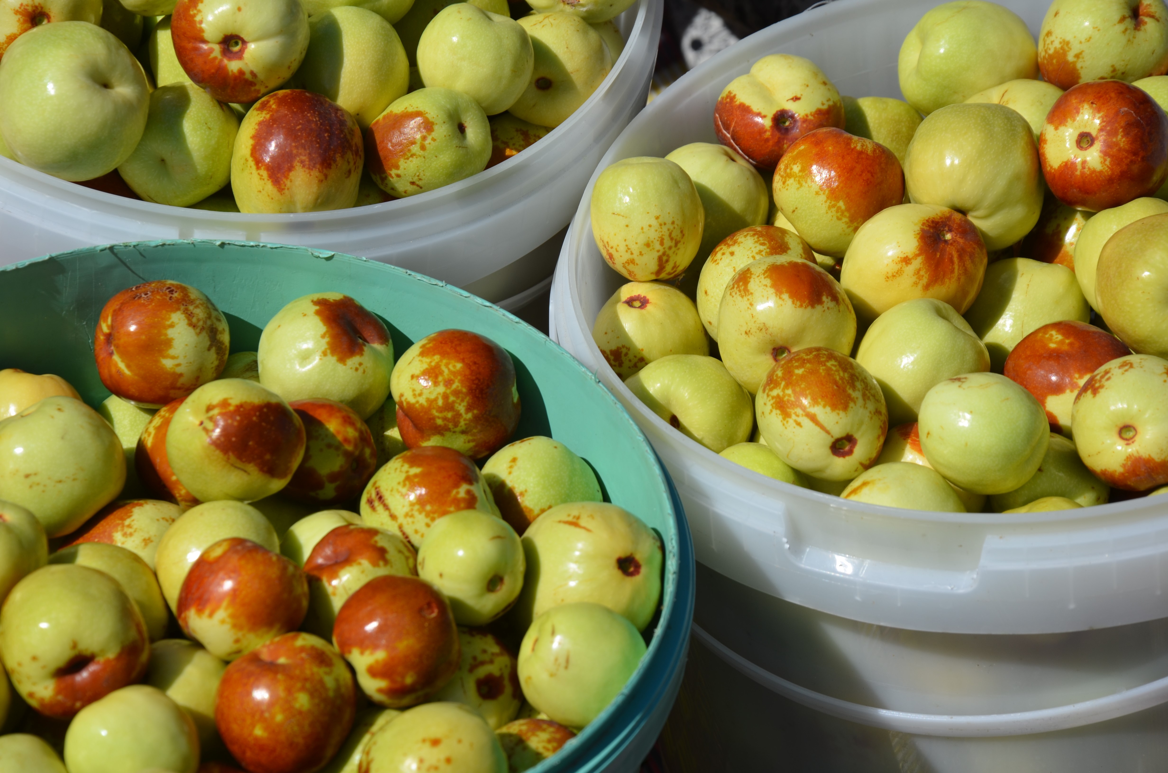 Bu Meyvenin Ne Olduğunu Biliyor Musunuz (7)