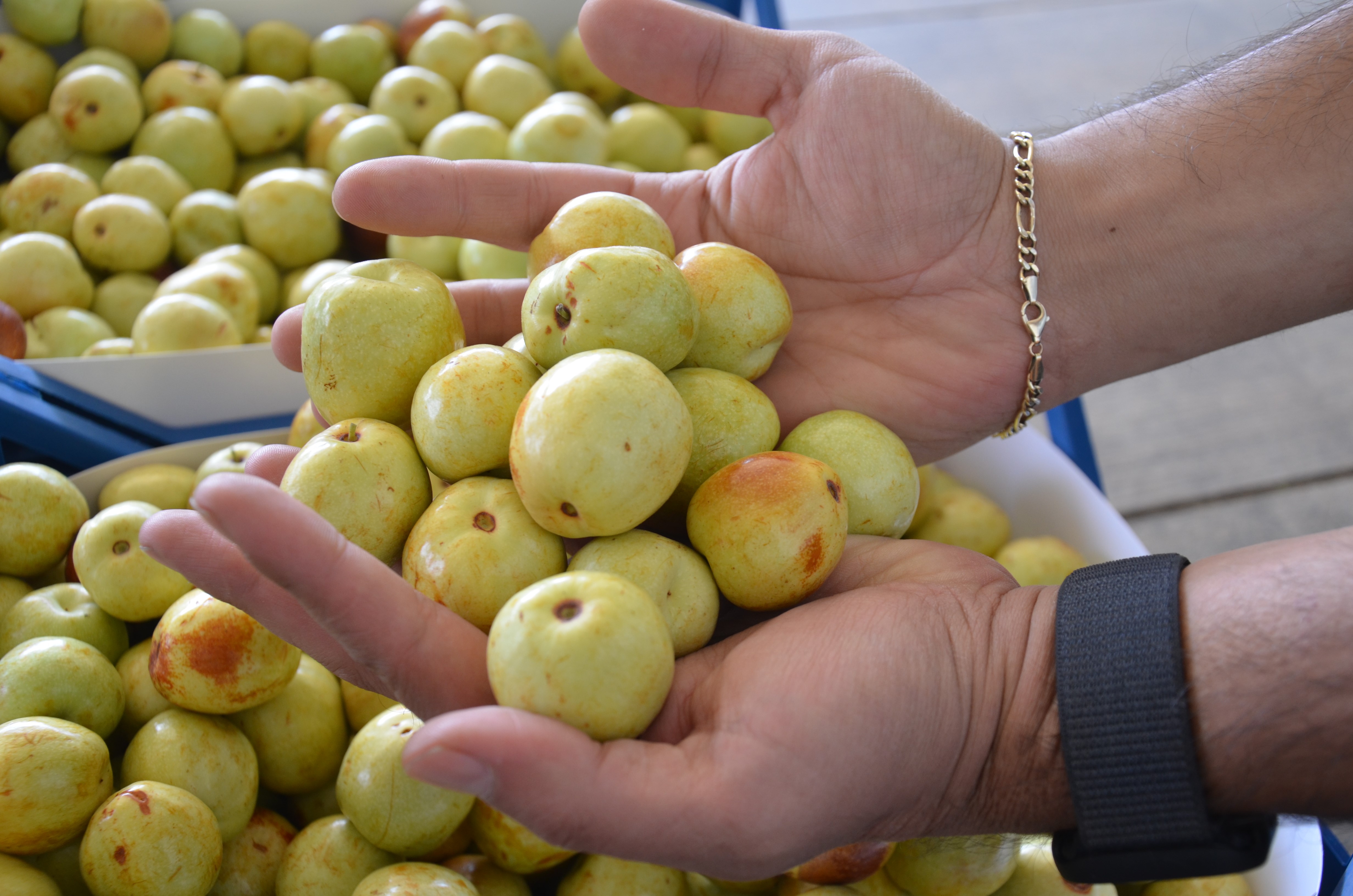 Bu Meyvenin Ne Olduğunu Biliyor Musunuz