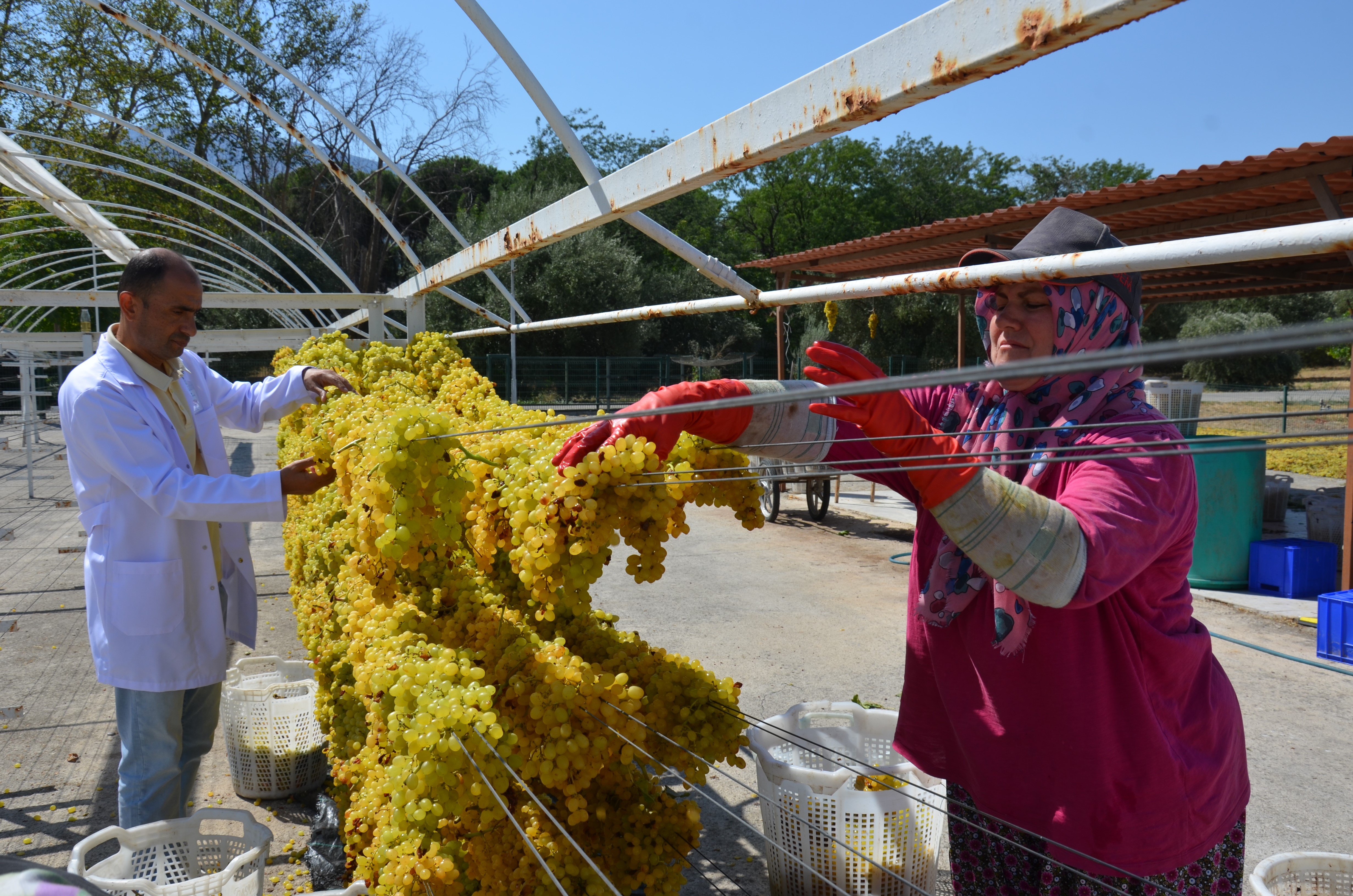 Bu Yöntemle Üzümün Kalitesi 1 Numara Yükseliyor (2)