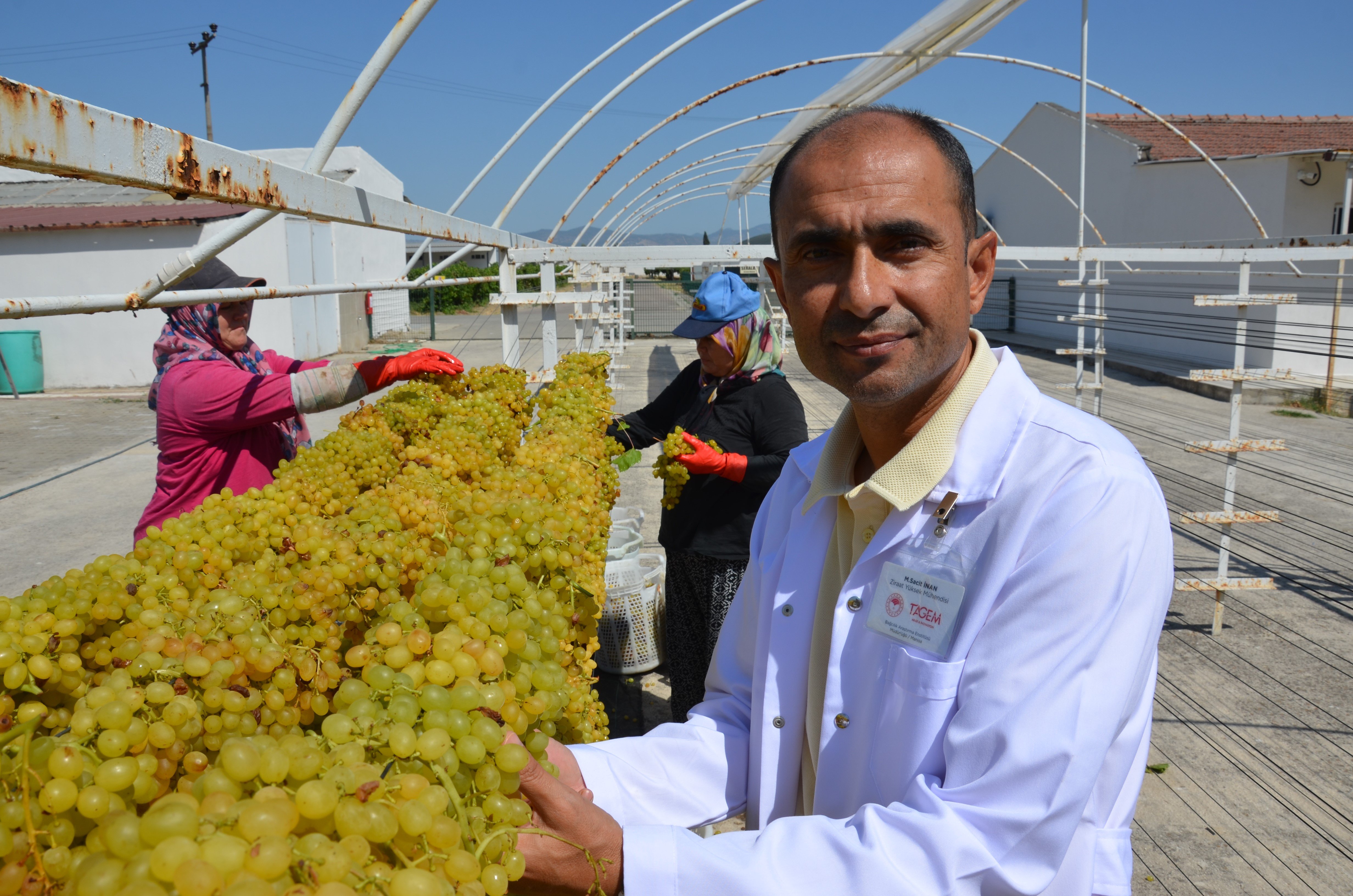 Bu Yöntemle Üzümün Kalitesi 1 Numara Yükseliyor (3)
