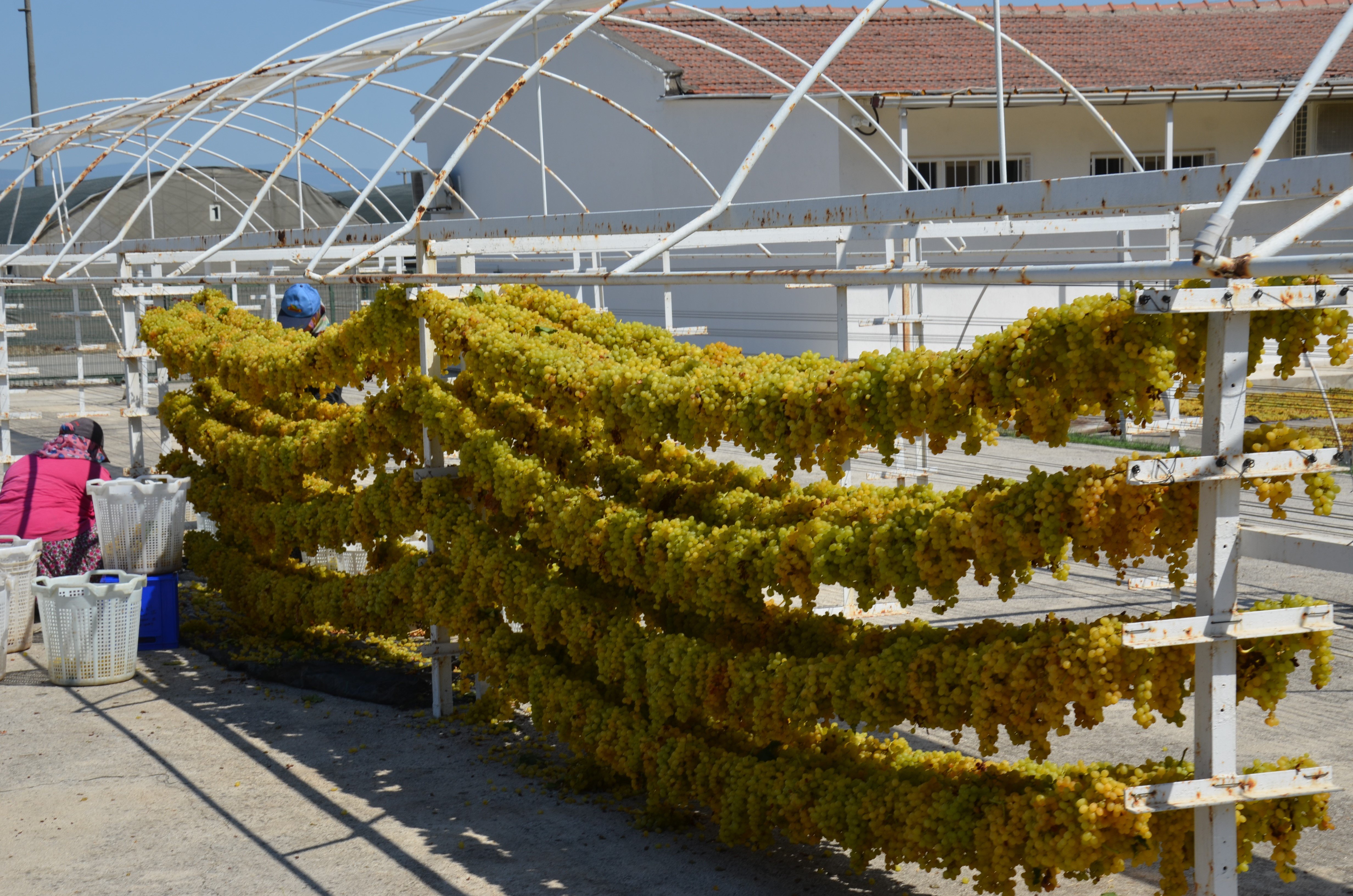 Bu Yöntemle Üzümün Kalitesi 1 Numara Yükseliyor (4)