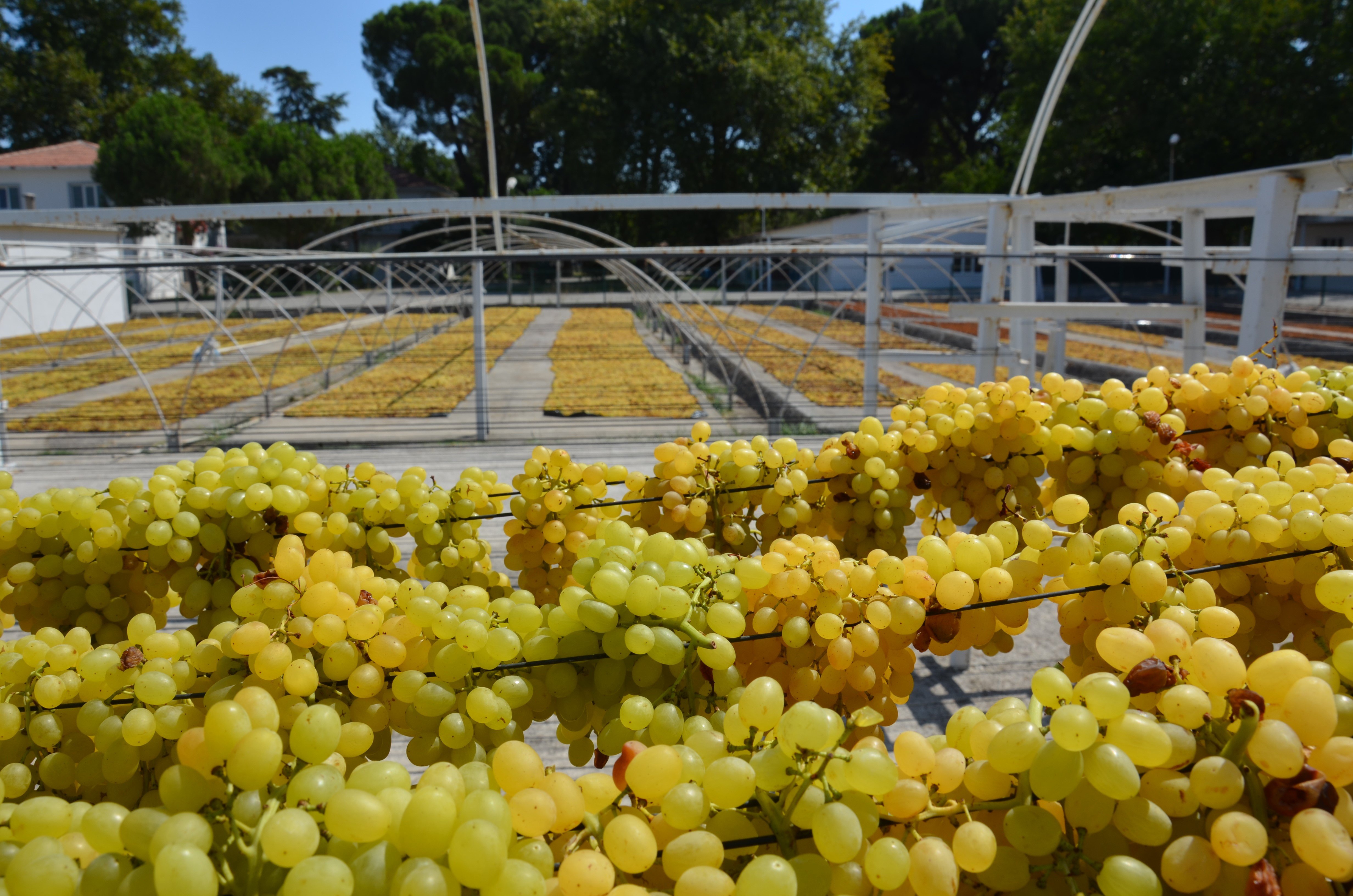Bu Yöntemle Üzümün Kalitesi 1 Numara Yükseliyor (5)