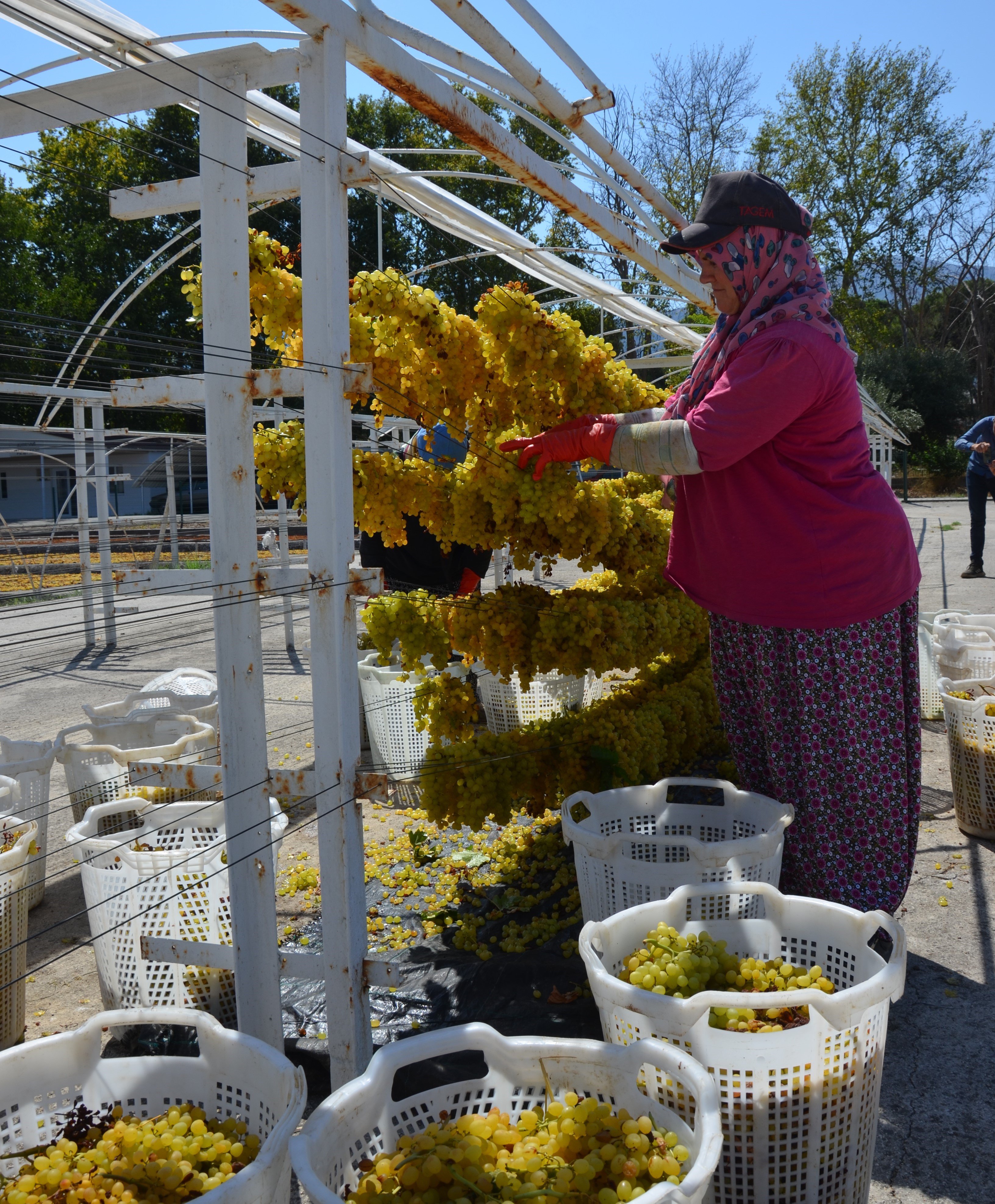 Bu Yöntemle Üzümün Kalitesi 1 Numara Yükseliyor (7)