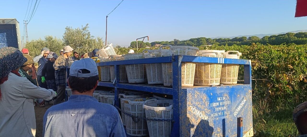 Burada Hayat Üzümle Dönüyor (2)