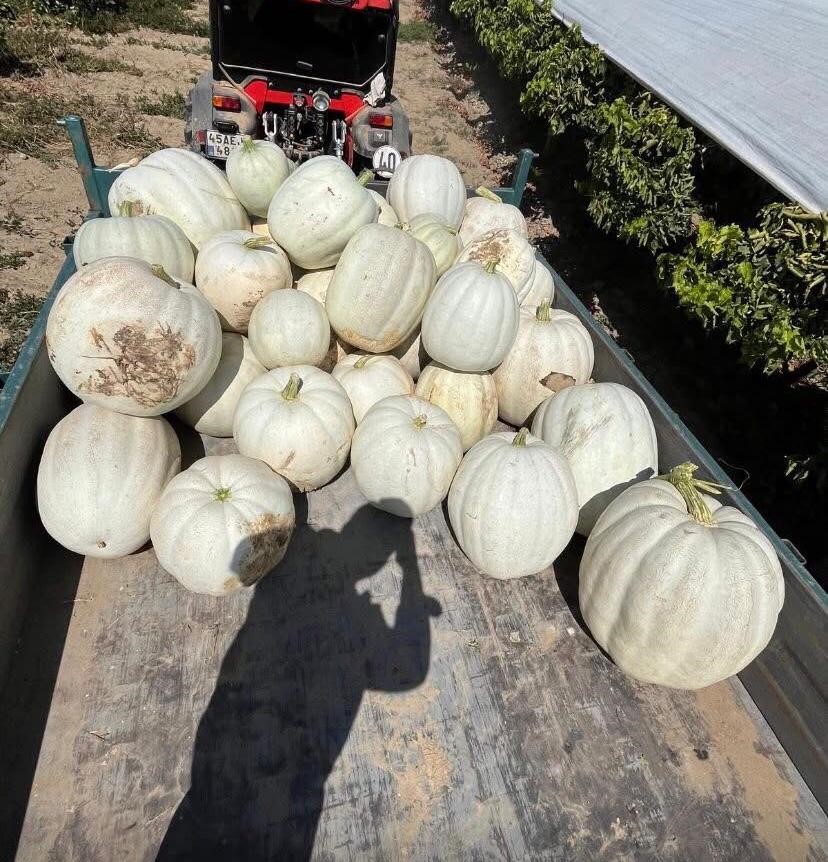 Burada Ürünleri Müşteriler Dalından Topluyor (4)