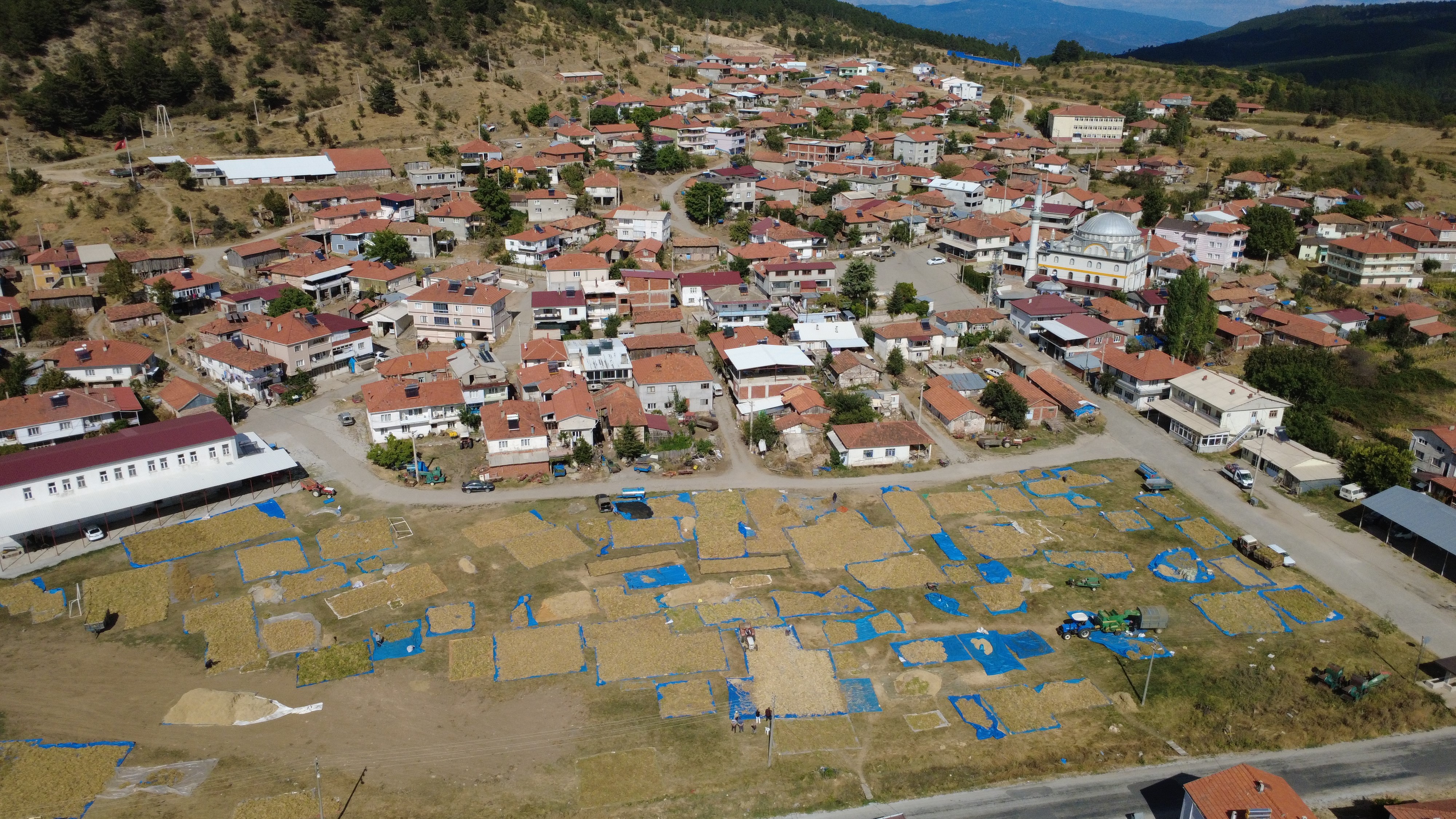 Burada Yetişen Kuru Fasulyede Zirai Ilaç Ve Su Kullanılmıyor (2)