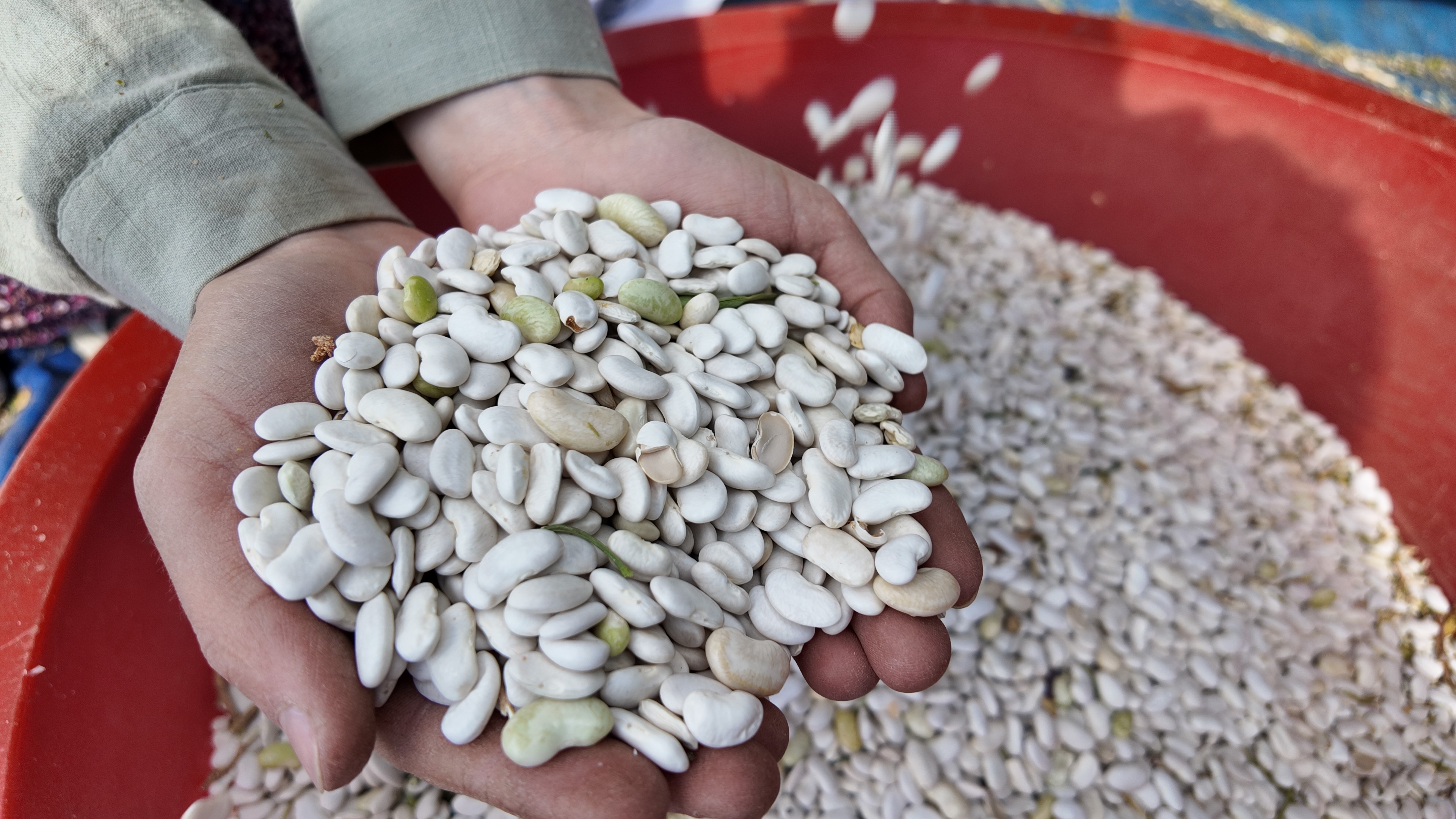 Burada Yetişen Kuru Fasulyede Zirai Ilaç Ve Su Kullanılmıyor (5)