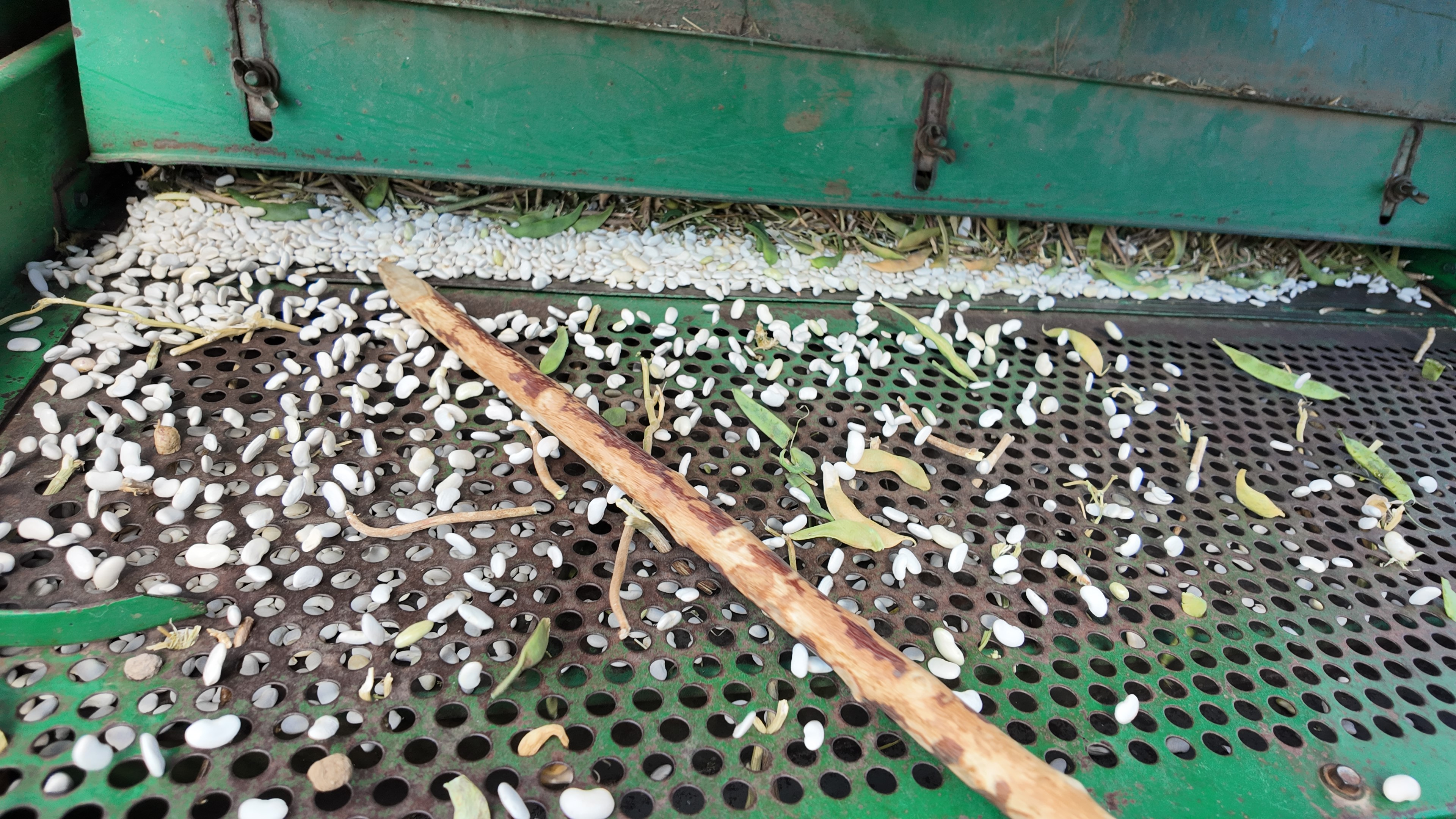 Burada Yetişen Kuru Fasulyede Zirai Ilaç Ve Su Kullanılmıyor (6)