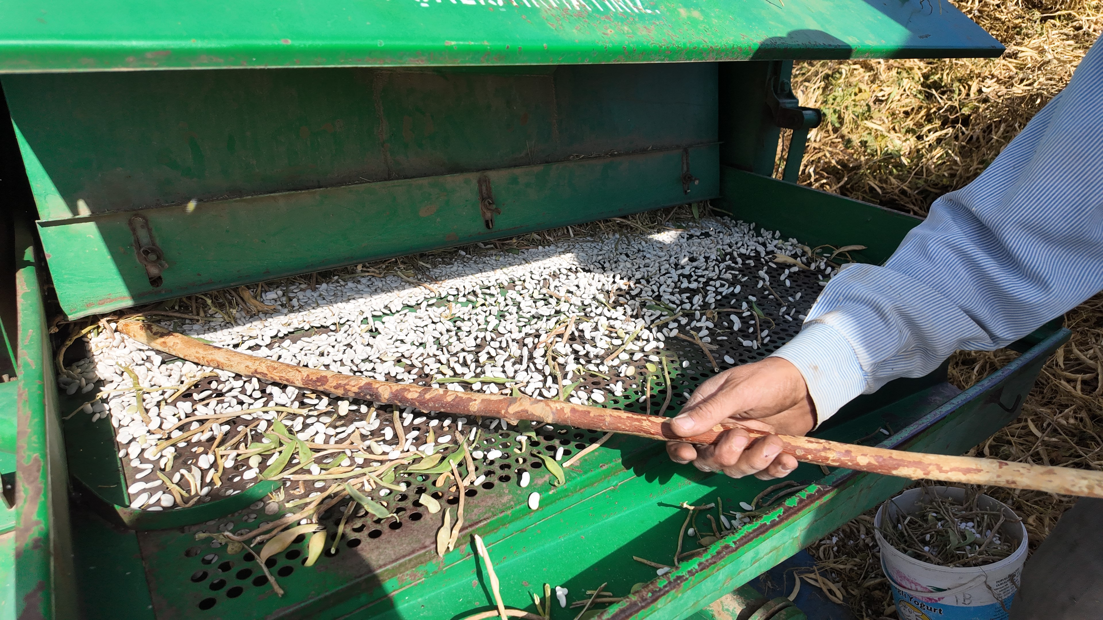 Burada Yetişen Kuru Fasulyede Zirai Ilaç Ve Su Kullanılmıyor (7)