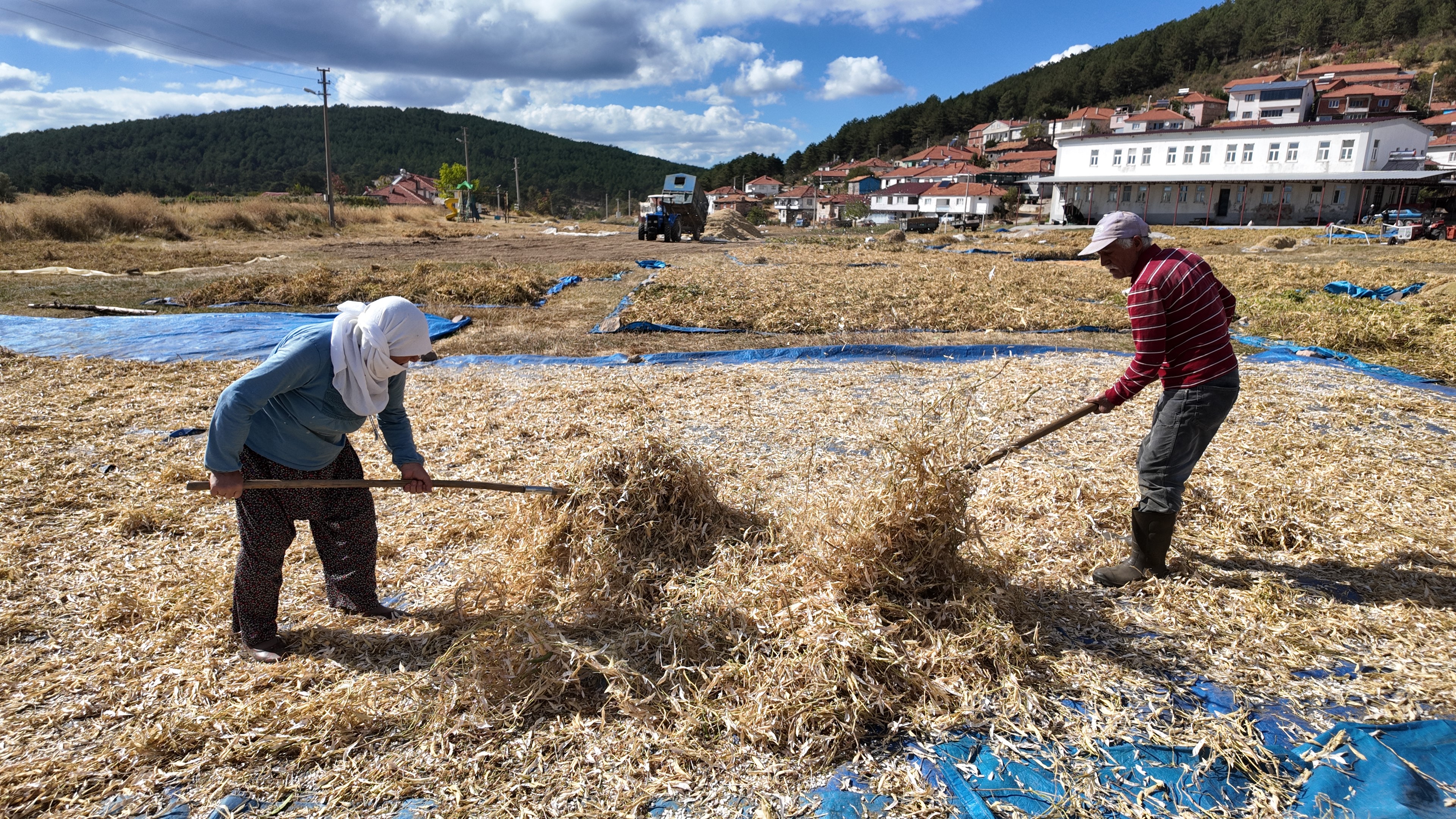 Burada Yetişen Kuru Fasulyede Zirai Ilaç Ve Su Kullanılmıyor (8)