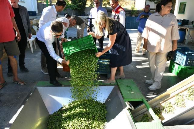 Damla Sakızı Hasadı Başladı (6)