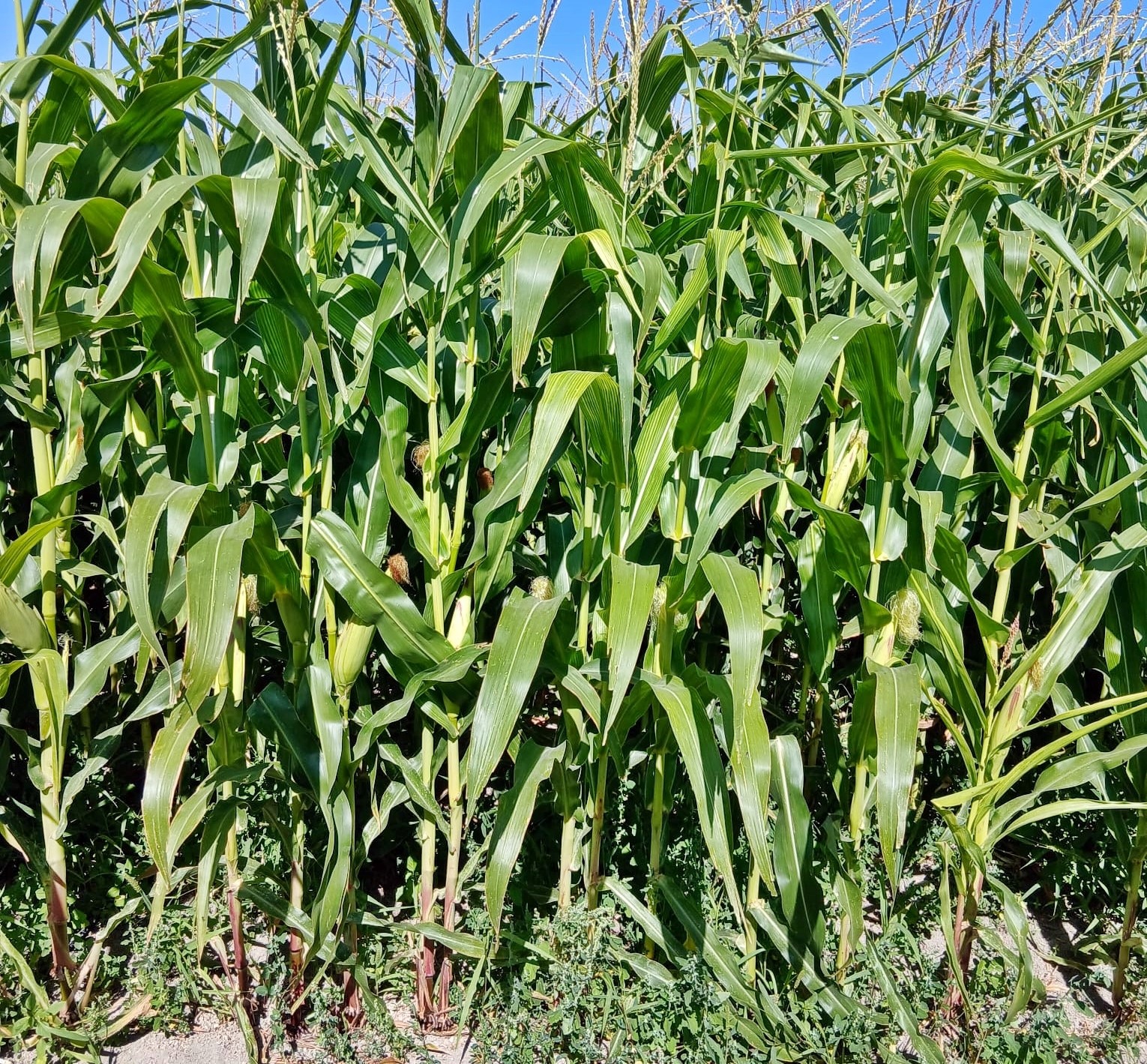 Ekipler Silajlık Mısır Tarlalarında (2)