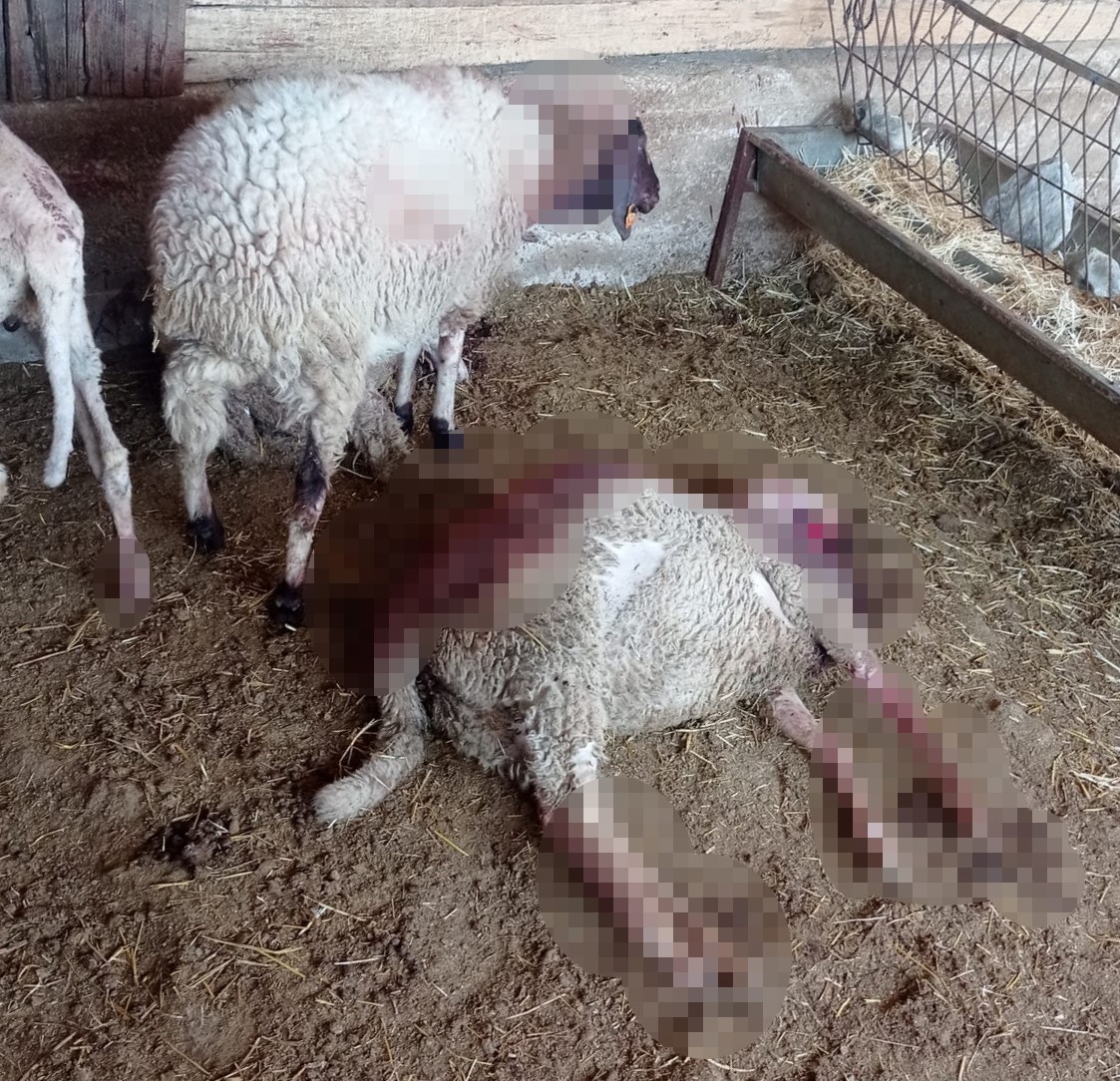 Gece Ağıla Giren Kurt 8 Kuzuyu Telef Etti (2)