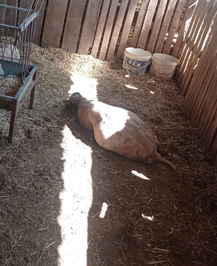 Gece Ağıla Giren Kurt 8 Kuzuyu Telef Etti (3)