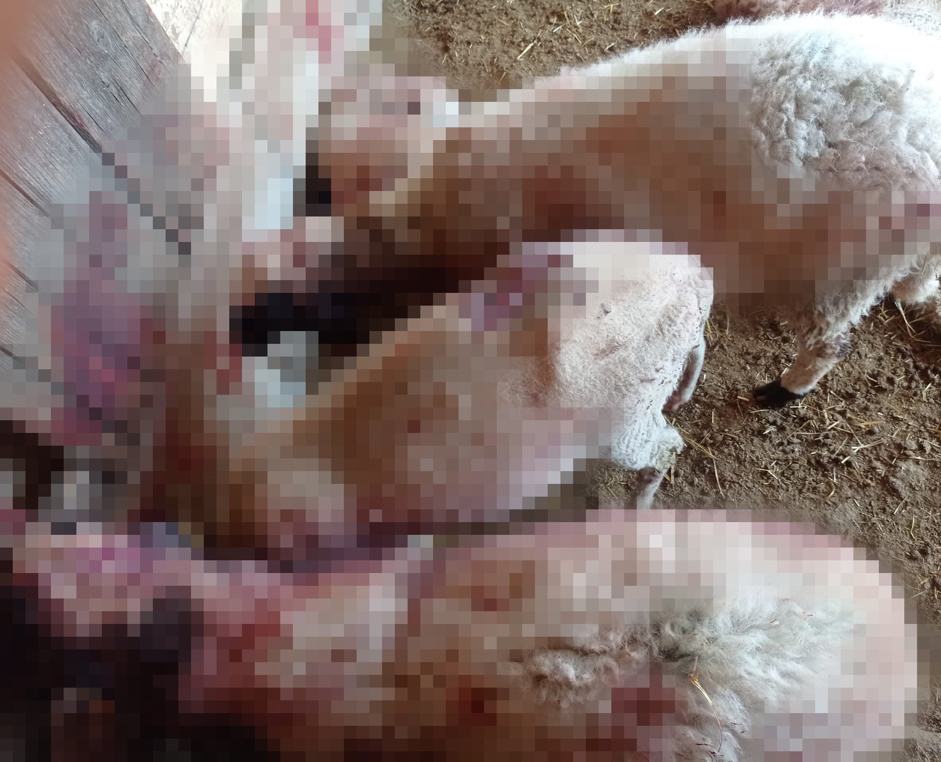 Gece Ağıla Giren Kurt 8 Kuzuyu Telef Etti