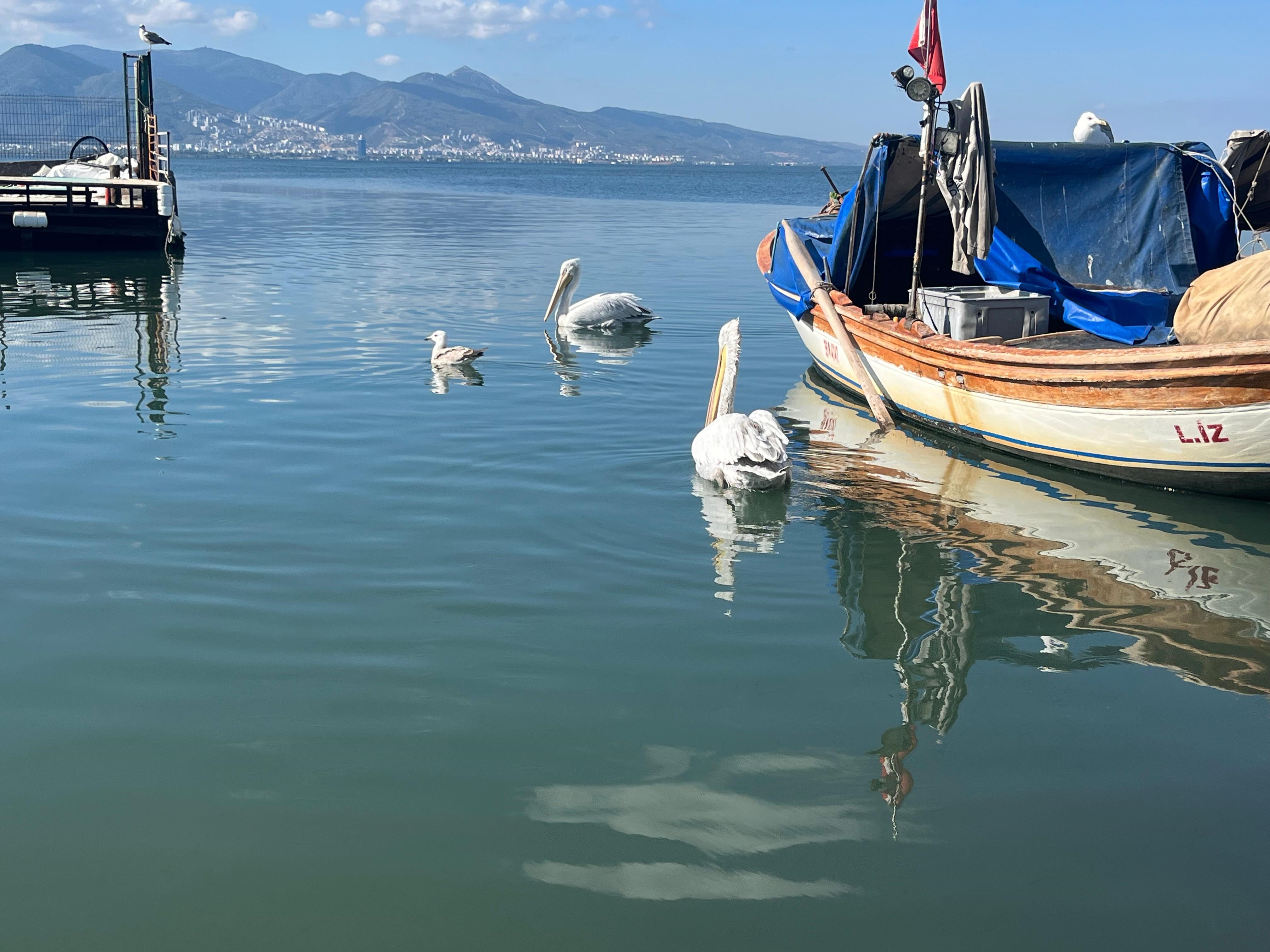 Gece Avlanan Balıklar Sabaha Burada Açık Arttırmaya Çıkıyor (4)