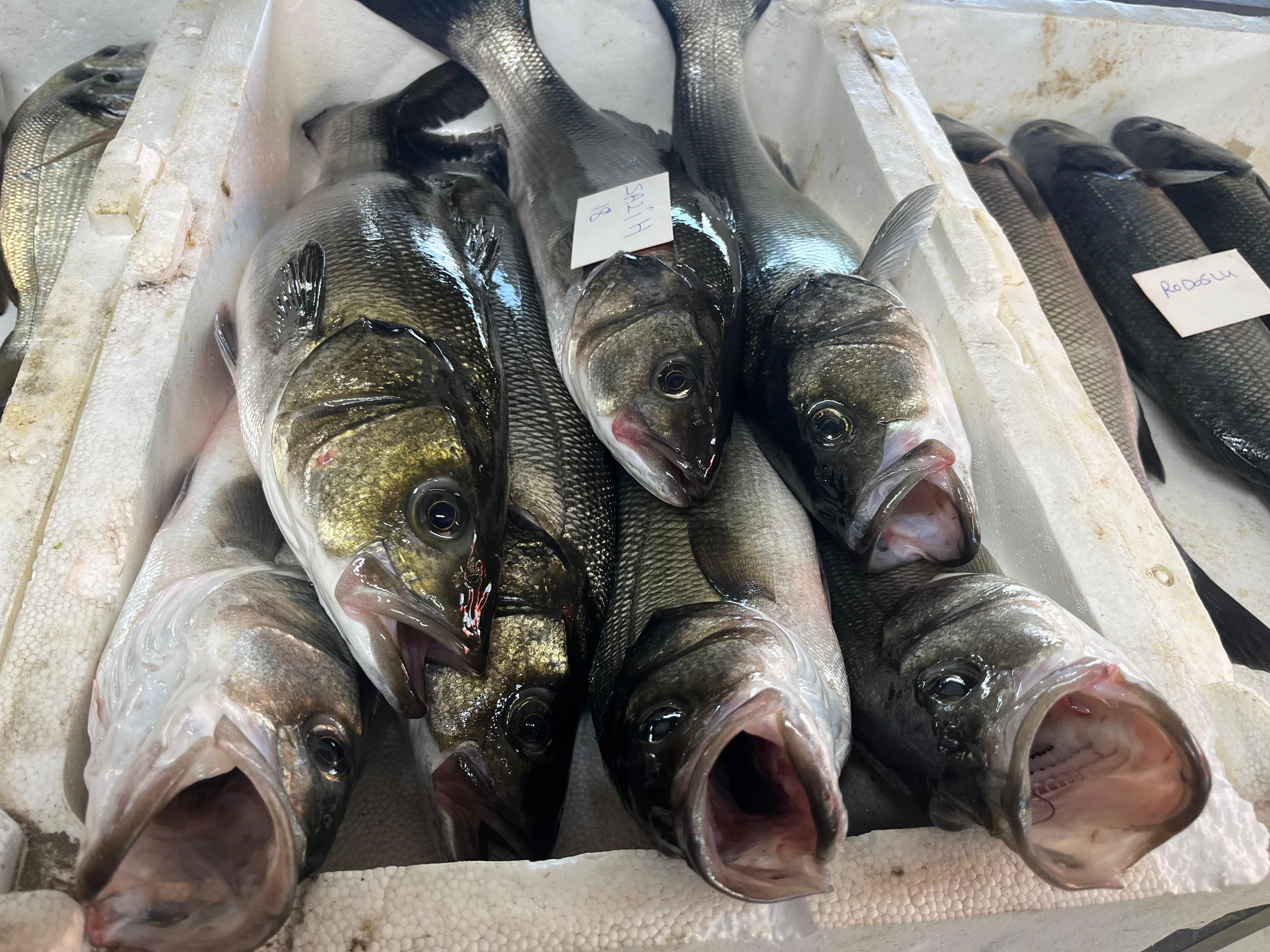 Gece Avlanan Balıklar Sabaha Burada Açık Arttırmaya Çıkıyor