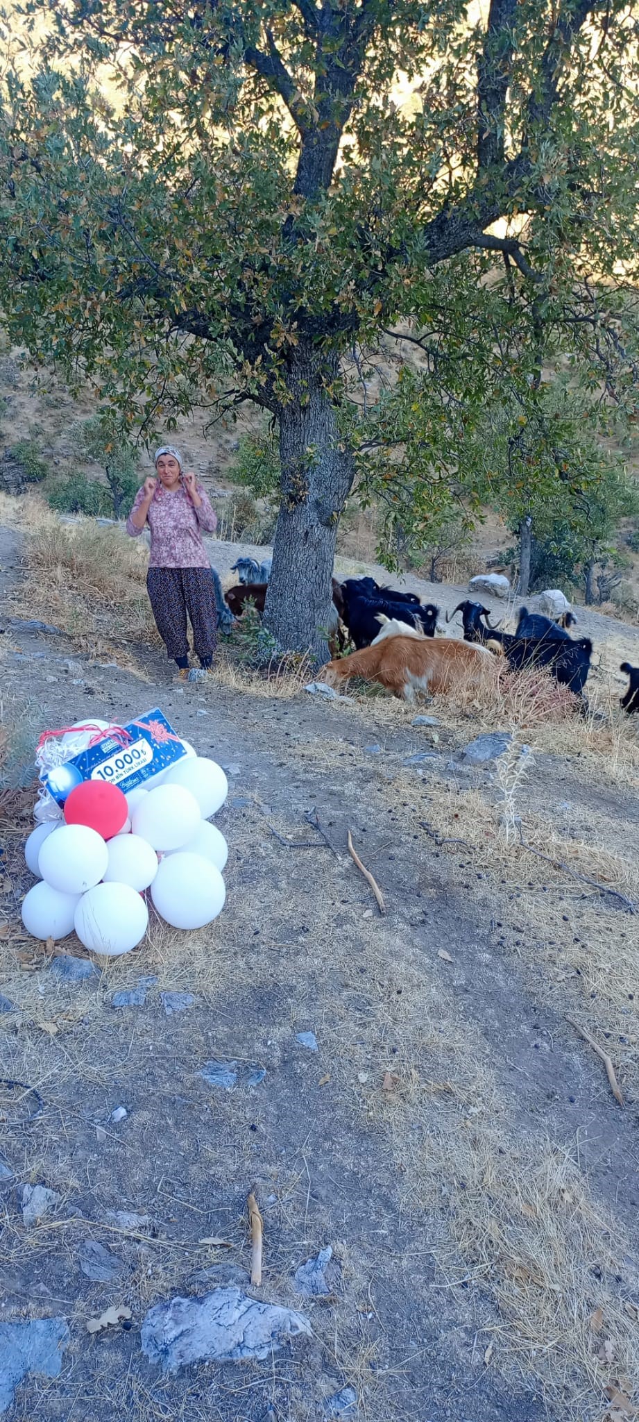 Germencik Belediyesi Tarafından Gerçekleştirilen 21. İncir Festivali Kapsamında Balon Ile Gökyüzüne Bırakılan 10 Bin Tl’lik Hediye Çeki Sahibini Buldu