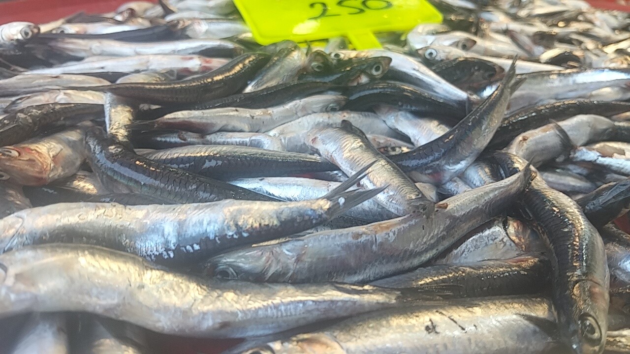 Hamsi Tezgaha Çıktı, Kilo Fiyatı Belli Oldu (2)