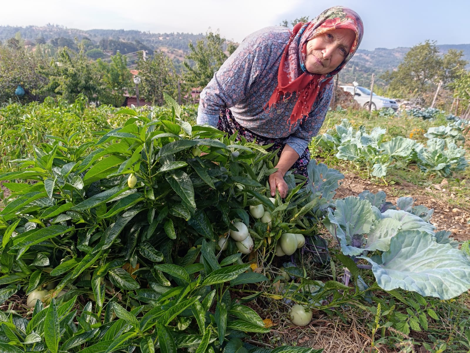 İlk Kez Pepino Yetiştirildi (2)