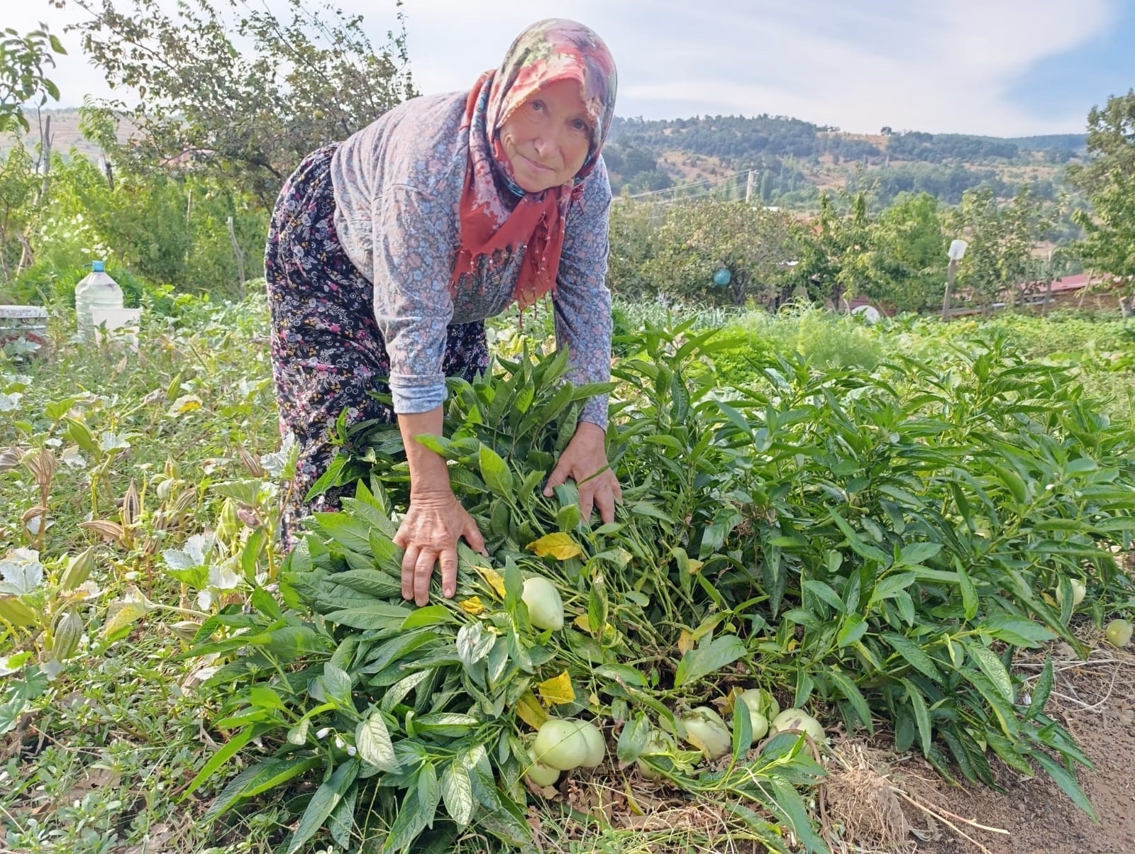 İlk Kez Pepino Yetiştirildi (4)
