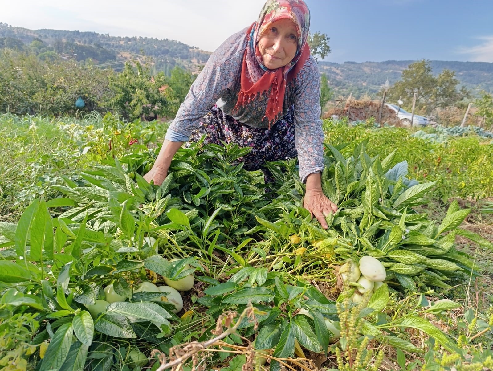 İlk Kez Pepino Yetiştirildi (5)