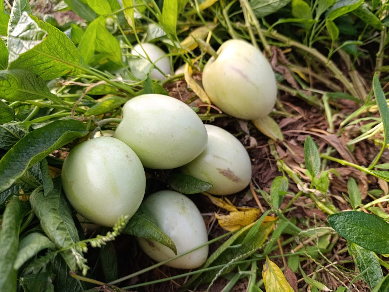 İlk Kez Pepino Yetiştirildi (6)