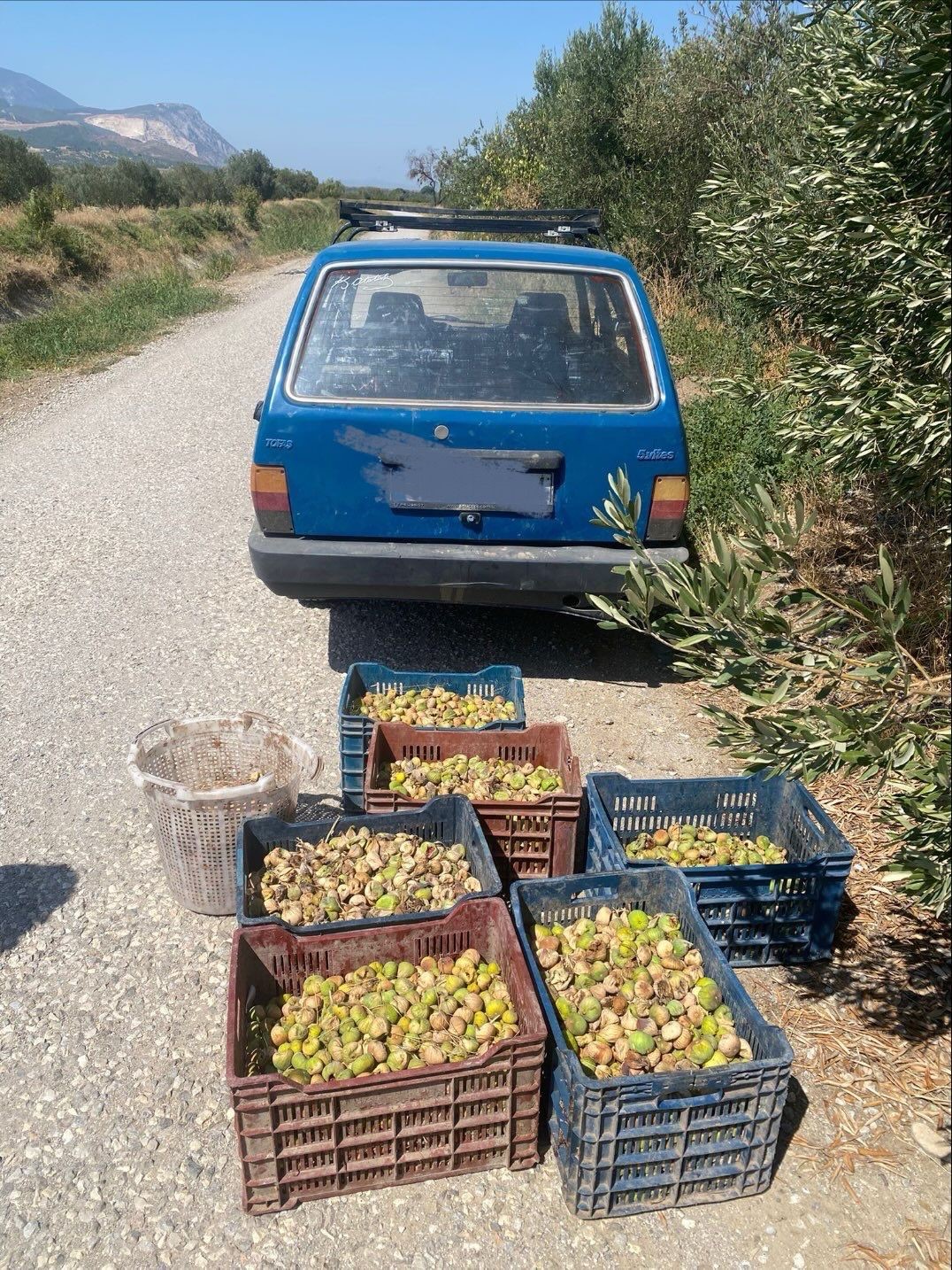 İncir Bahçesinde 2 Erkek 2 Kadın Basıldı (2)